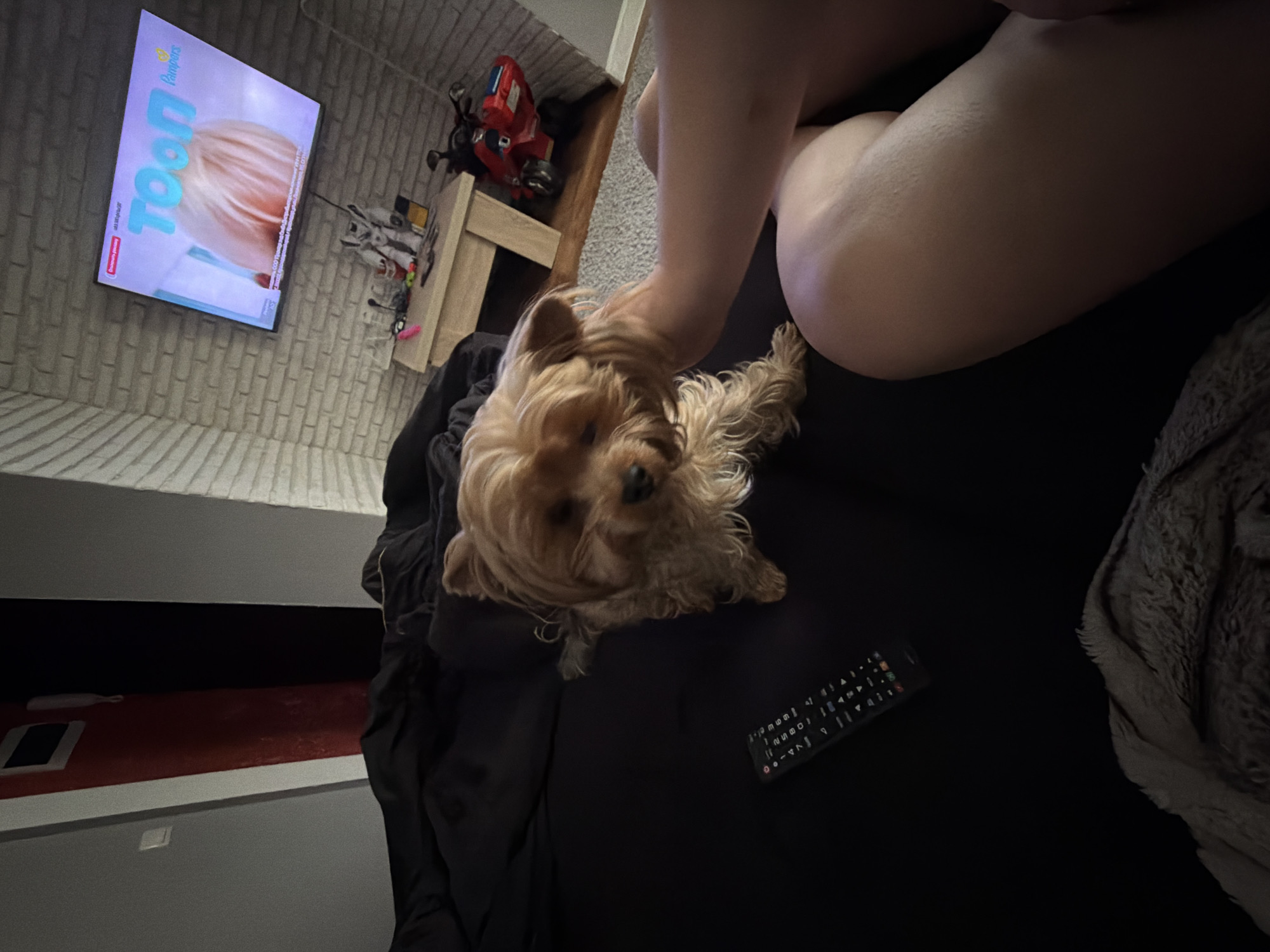 A dog sits on a dark surface next to a remote control. A person sits in the upper right corner. A television displaying "Toon" is in the upper left corner. A red toy sits on a wooden shelf in the background. The location is not evident in the image.