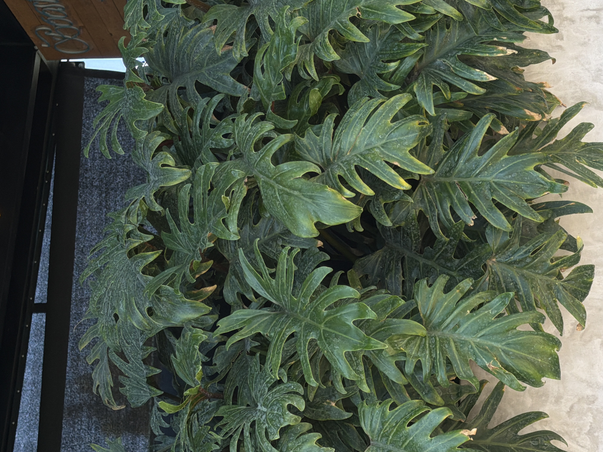 The image shows a dense cluster of split-leaf philodendron plants. The foliage is predominantly green with some leaves displaying yellowing edges, possibly due to age or environmental stress. The plants are positioned adjacent to both a light-colored, textured wall and a darker, possibly metal structure, suggesting an urban setting. The location and city are Unknown, Unknown.