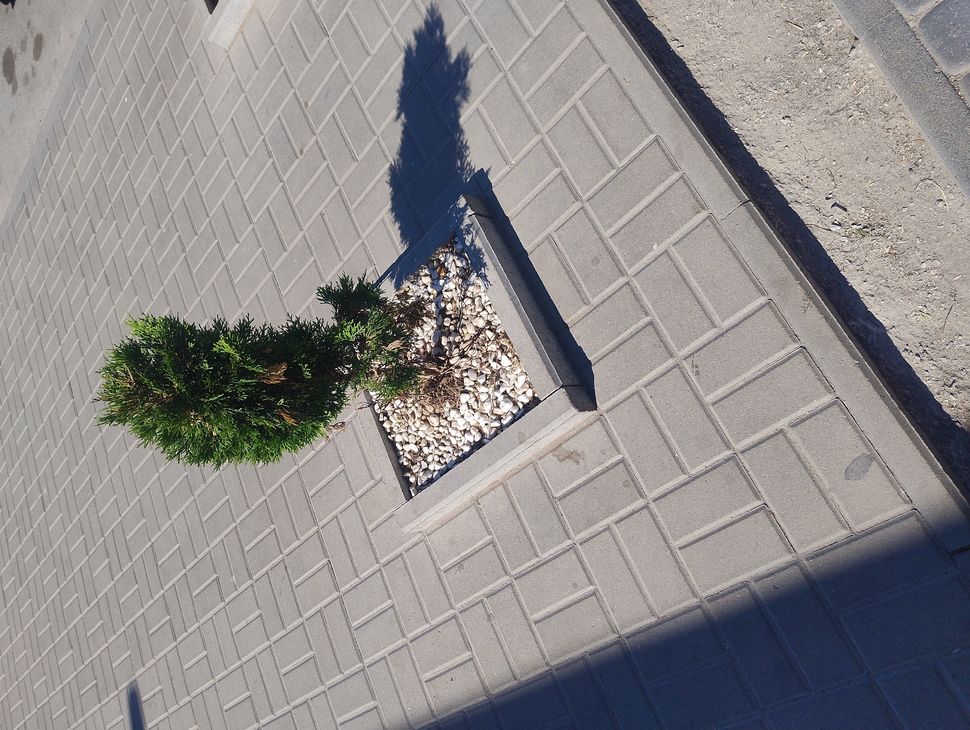 A solitary green evergreen tree sits in a small square planter filled with white gravel. The planter is surrounded by grey brick paving stones laid in a basket-weave pattern. The paving stones extend into the foreground and mid-ground of the image. The tree casts a dark shadow onto the paving stones to the right. To the lower right of the planter, the paving stones transition to a dirt and gravel surface. The scene is lit by bright sunlight, suggesting it is daytime.