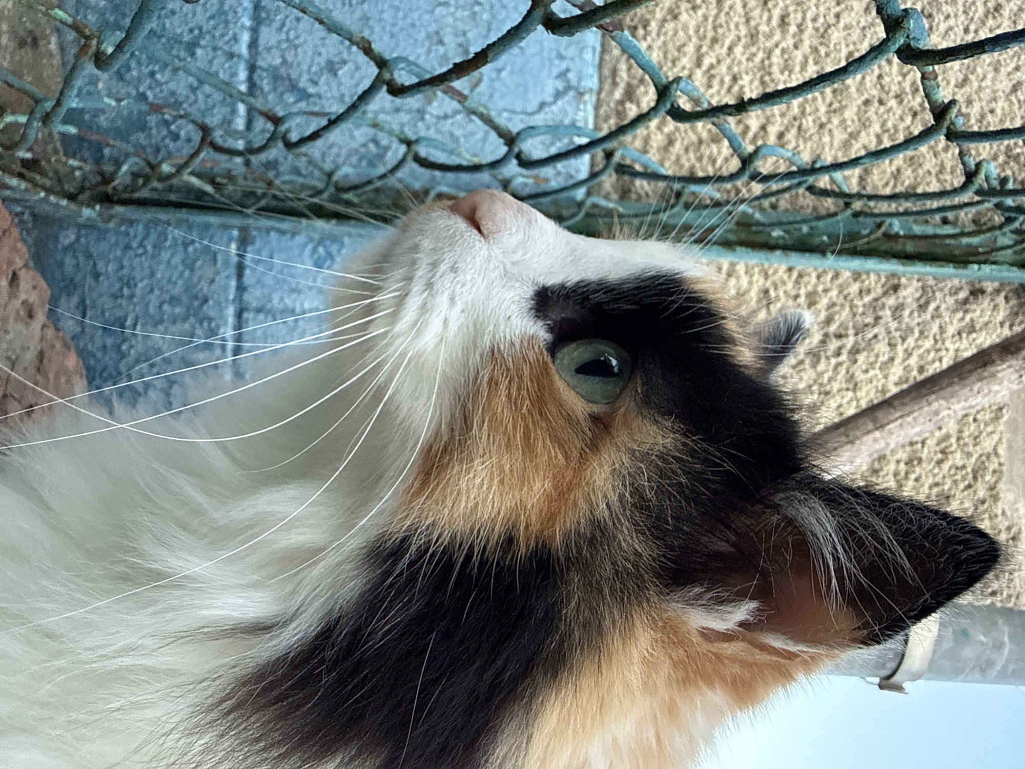 A calico cat with white, black, and orange fur is looking to the left, with its profile visible. The cat has green eyes and prominent white whiskers. It is positioned in front of a rusty, teal-colored chain-link fence. Behind the fence, a beige, textured wall is visible, along with a blurry wooden pole and a bright blue surface. The background also shows a clear blue sky.