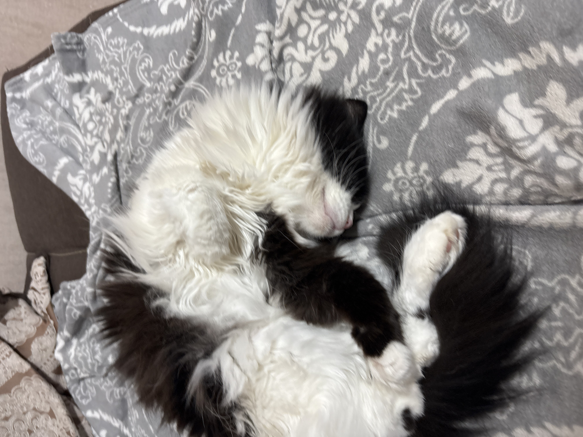 A black and white cat is sleeping on a grey patterned blanket. The location, Прикамский, Russia, is not discernible from the image.