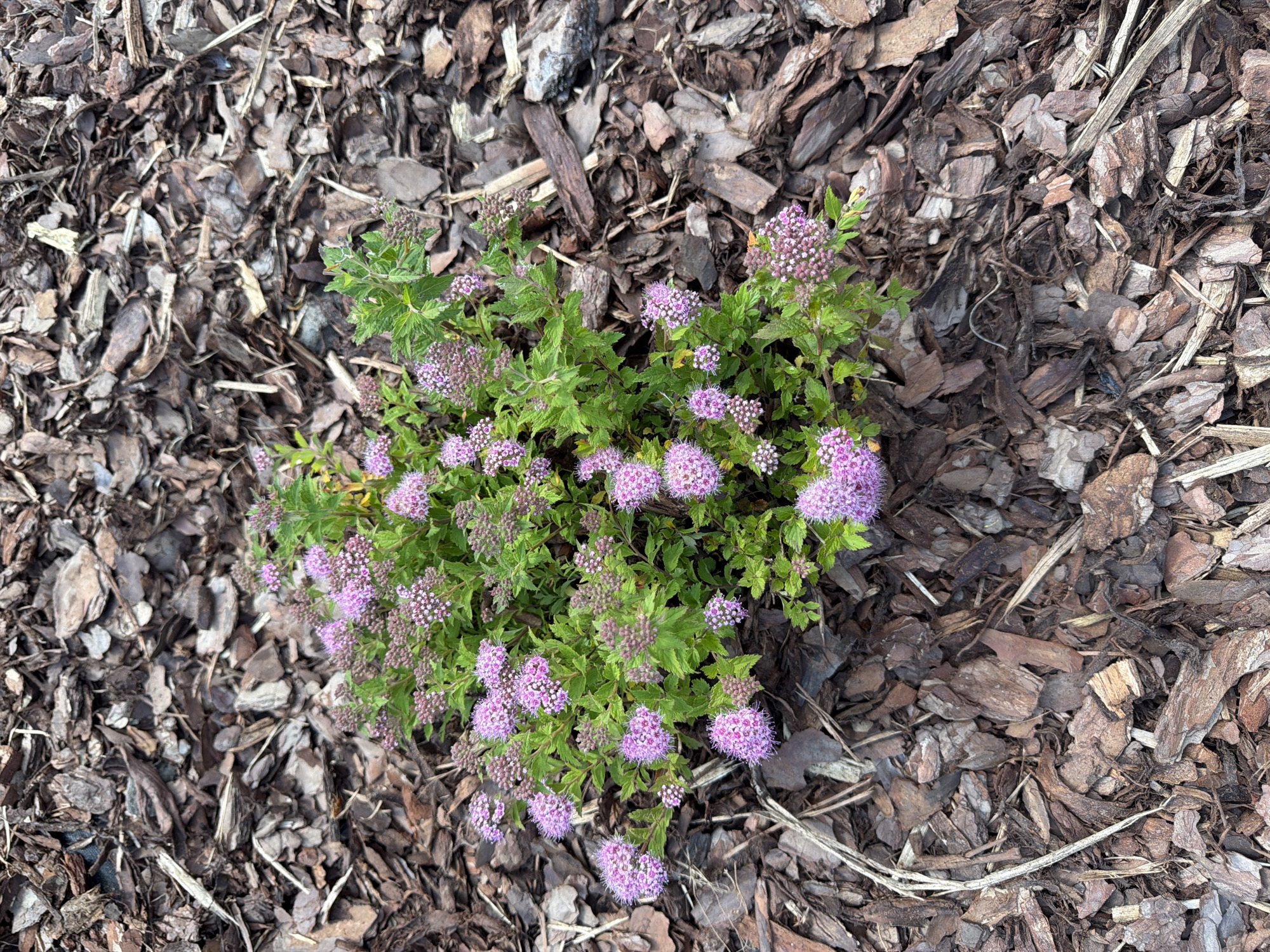 A cluster of small, pink flowers with green leaves sits in the center of a bed of dark brown mulch in an outdoor setting. The mulch is composed of various sized pieces of bark and wood chips. The flowers are tightly clustered and appear to be in full bloom. The image is taken from a top-down perspective, with the flowers filling the majority of the frame.