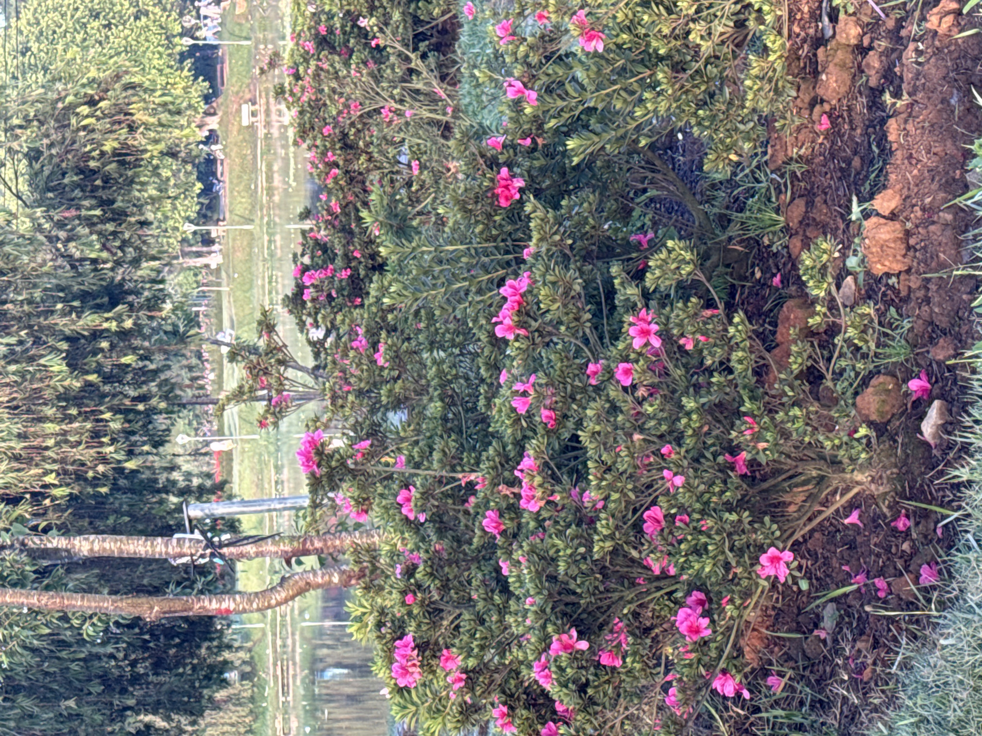 This portrait-oriented image captures a serene outdoor scene, likely a public park or garden in Da Lat, Vietnam.
In the immediate foreground, a dense bush with numerous vibrant pink flowers and small, green leaves dominates the right side of the frame. The flowers, featuring five petals, are scattered throughout the foliage, with many having fallen onto the dark brown, somewhat clumpy soil beneath. This ground also shows patches of dry grass and small stones.
Towards the midground, on the left side, are several tree trunks with rough, textured bark, suggesting mature trees or large shrubs. Beyond these trees and a grassy expanse, a body of water, possibly a lake or large pond, stretches across the background, reflecting the soft light of the sky. Several tall, slender light poles or street lamps are visible along the edge of this grassy area, indicating a pathway or developed public space. The distant background features more lush green trees and foliage, appearing slightly out of focus.
The scene is illuminated by soft, natural daylight, suggesting either morning or late afternoon. No specific activities or people are visible, presenting a tranquil and natural landscape. There is no visible text within the image.