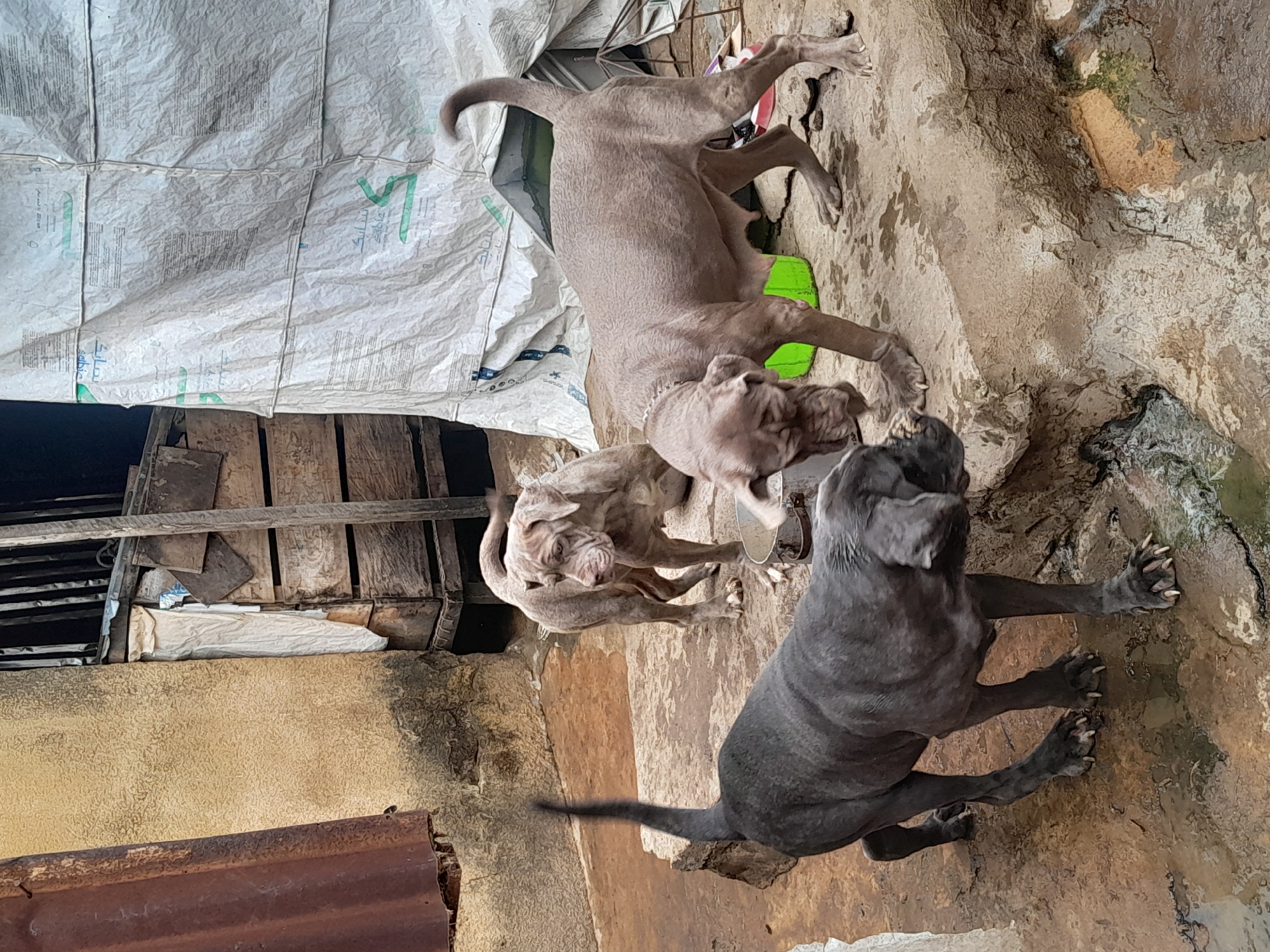 The image shows three dogs, likely puppies, in an outdoor area in the city of Jos, Nigeria. The dogs are different colors: one gray, one light brown/beige, and one brindle. The dogs are on a rough, possibly concrete surface, which looks wet or dirty. Behind them is a structure made of wood planks, with a white plastic sheet or tarp partially covering it. The environment is cluttered, with various objects around. The overall impression is of a somewhat impoverished or unkempt location. The time of day seems to be daytime.