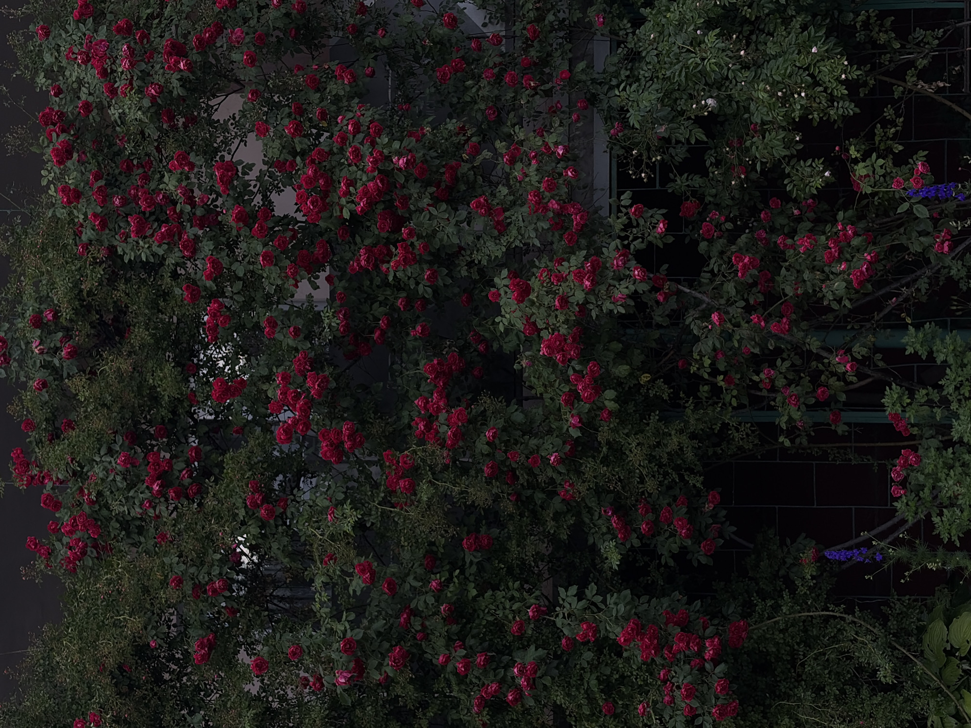 This media file depicts a lush, overgrown climbing plant, likely a rose bush, heavily laden with deep red blossoms and abundant green foliage. The plant is sprawling across a dark, textured wall, which appears to be made of brick or a similar material. The setting suggests an outdoor environment, possibly a garden or the exterior of a building.
The scene is dense with vegetation, with the red flowers providing a vibrant contrast against the darker greens and the wall. Some of the flowers are fully bloomed, while others appear to be in bud or partially open. The branches of the plant are intertwined, creating a natural, somewhat wild appearance. There are also glimpses of what might be other plants or structures in the background, partially obscured by the main subject.
Towards the right side of the frame, there are a few delicate sprigs of small, blue flowers, adding a subtle touch of contrasting color to the predominantly red and green palette. The lighting in the image is subdued, suggesting it might be late afternoon, early morning, or an overcast day. There are no people or animals visible, and the focus is entirely on the natural elements. The overall mood is one of natural beauty and abundance, with a hint of wildness due to the dense growth. The dark background and the rich colors of the flowers create a somewhat dramatic and painterly effect. There is no visible text in the image.