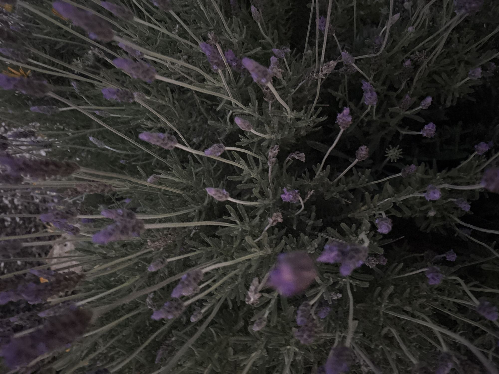 The image shows a close-up view of lavender plants. The plants have numerous stems with green foliage and purple flower spikes. The lighting is dim, casting shadows and reducing visibility of the details. The location is Urbanización Encinares De Alcolea, Spain.