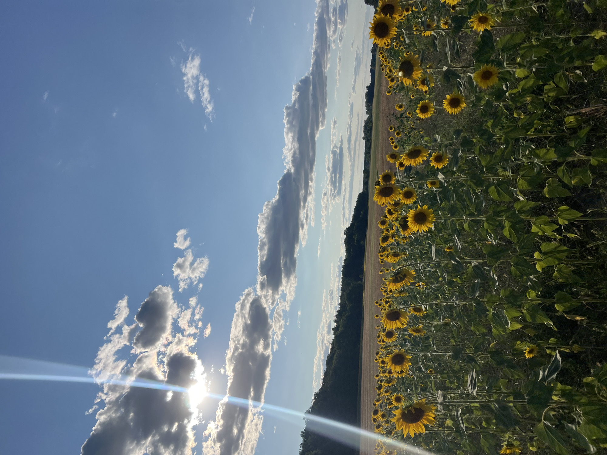 A vast field of sunflowers stretches across the foreground, their bright yellow petals facing a sun that peeks through scattered, fluffy clouds in a bright blue sky. The sun's rays create a lens flare effect, casting a bright beam diagonally across the image from the upper left. In the background, a treeline borders a field of dry, harvested crops, and rolling hills rise beyond that. The image captures a serene, rural landscape bathed in the warm light of a sunny day.