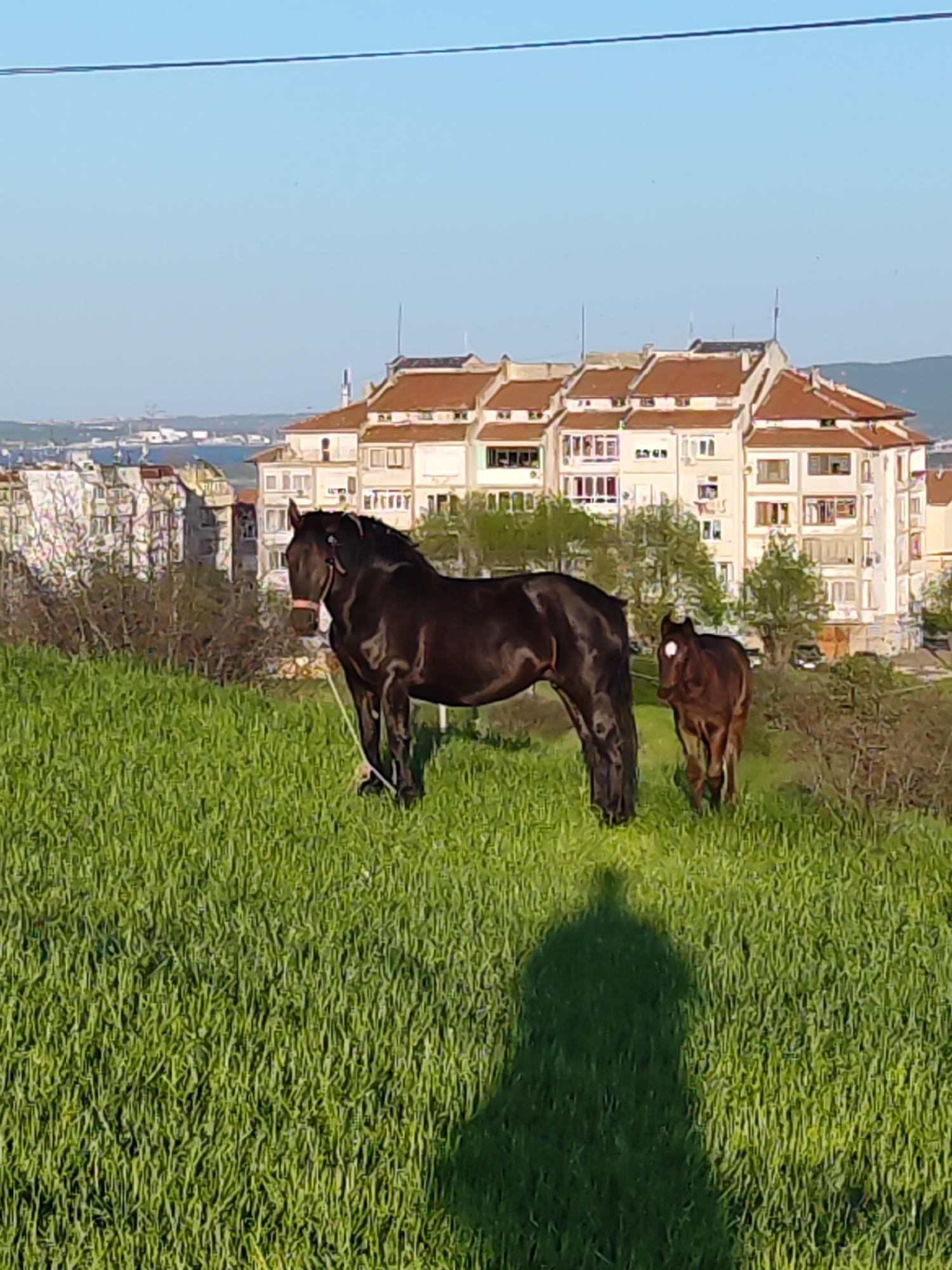 The image displays a picturesque scene featuring horses on a grassy hillside overlooking a city. In the foreground, a large, dark brown or black horse, wearing a light-colored halter, stands majestically on lush green grass, facing towards the left side of the frame. Behind and slightly to the right of the adult horse, a small, dark brown foal with a distinctive white blaze on its forehead is visible, looking towards the viewer. The long shadow of a person is cast across the bottom left corner of the grassy field, suggesting the photographer's position and a low sun angle, indicative of either morning or late afternoon.
In the mid-ground and background, a cityscape unfolds with numerous multi-story residential buildings. These structures feature light-colored facades and characteristic terracotta or red-tiled roofs, set amidst scattered trees and greenery. Beyond the immediate buildings, a wide expanse of a body of water, likely the Black Sea, is visible under a clear blue sky, with what appears to be port or industrial infrastructure and distant hills on the horizon. This combination of coastal urban development and rolling hills strongly suggests the location is Burgas, Bulgaria. A thin, dark line, possibly a power cable, stretches horizontally across the top portion of the sky. The weather appears sunny and clear. No visible text is present in the image.