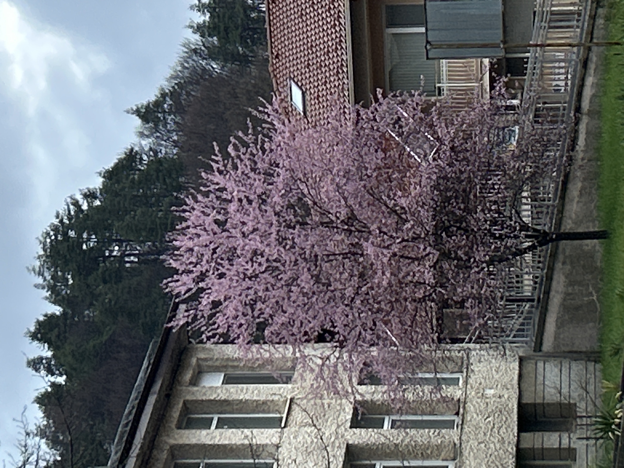 The image shows a pink flowering tree in front of a building in Zlatograd, Bulgaria. The building has a stone facade with several windows. In the background, there is a hill covered with trees and a building with a red tiled roof. The sky is overcast.