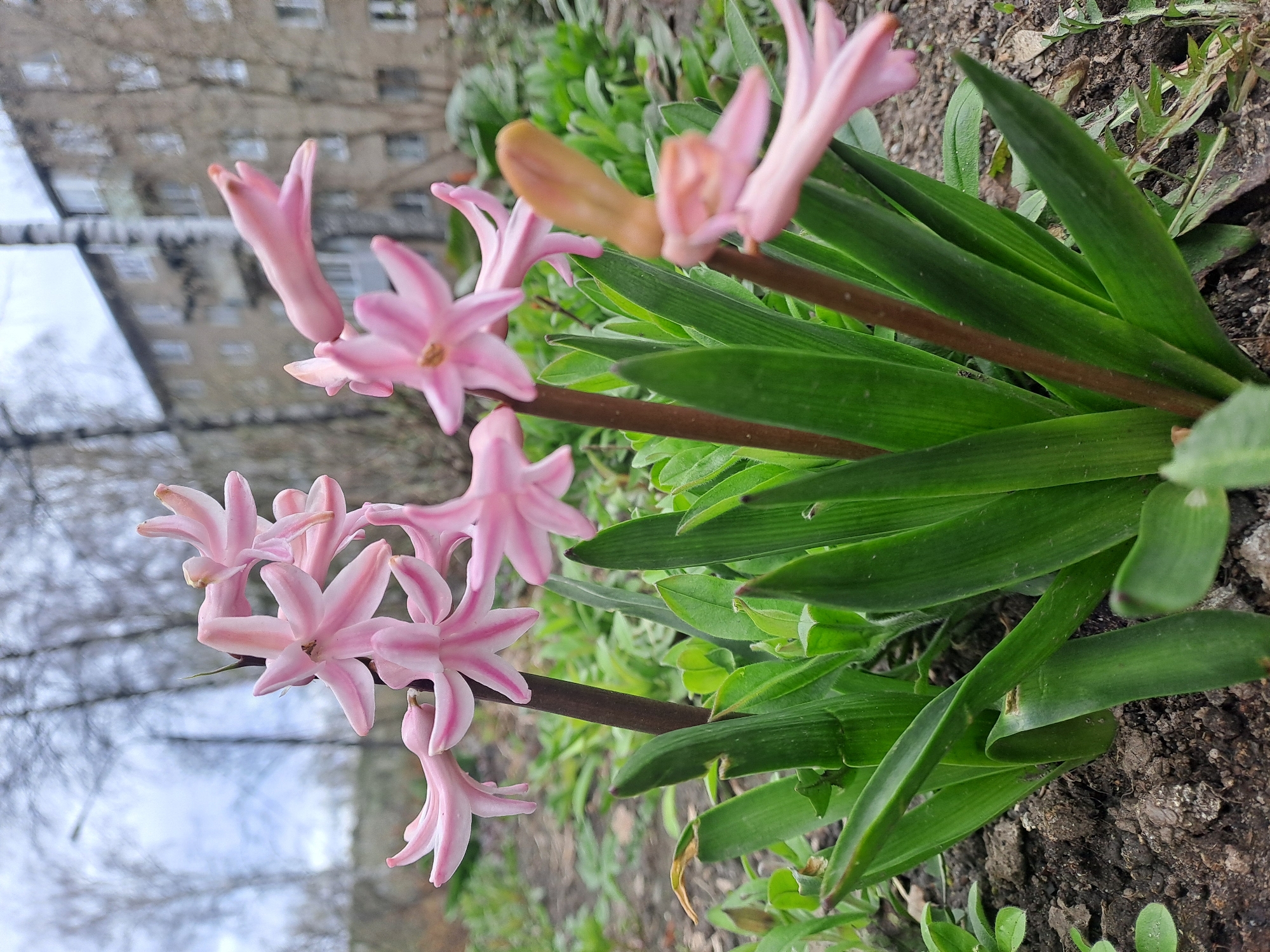 The image shows a pink hyacinth flower in bloom. The flower has several star-shaped petals with pink stripes. It is growing from a dark brown stem surrounded by green leaves. The background includes soil and other greenery. In the distance, there is a building, likely located in an urban area such as Elektrostal, Russia. The scene is shot from a low angle, emphasizing the flower and its immediate environment.