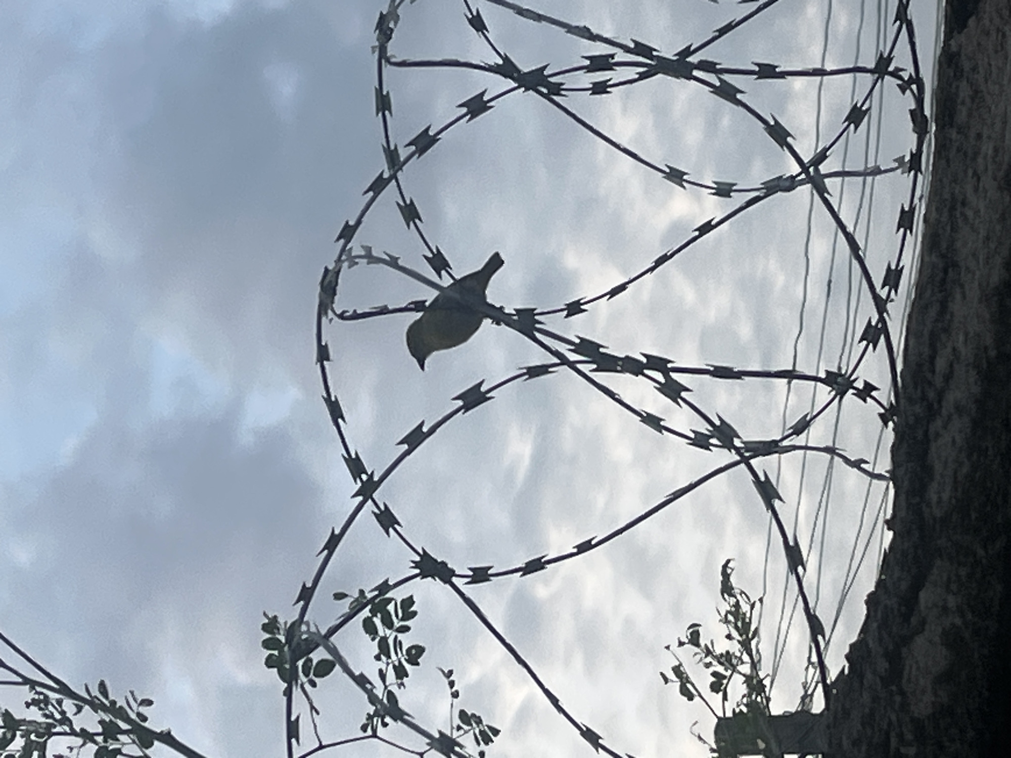 A small, yellow bird is perched on a strand of barbed wire against a cloudy sky. The barbed wire is a security fence, common in urban areas. The scene appears to be outdoors, with a glimpse of foliage on the left. The image is taken from a low angle, looking up at the bird and fence. This type of security fencing is prevalent in many cities, including Jalingo, Nigeria, where it is used to fortify properties against unauthorized access.