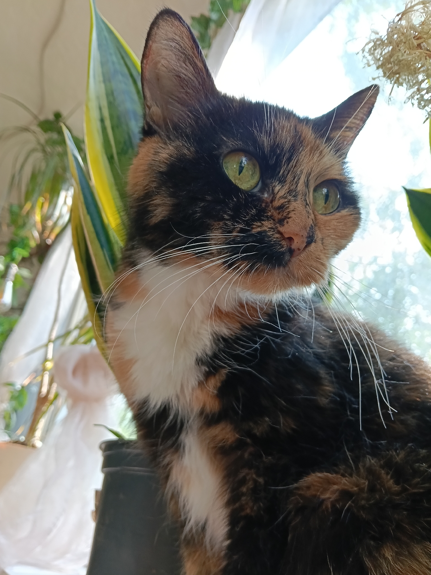 A tortoiseshell cat with green eyes sits indoors, looking to the right. The cat is positioned in front of a window with sheer white curtains, allowing natural light to illuminate the scene. Behind the cat, there are several houseplants, including one with long, variegated green and yellow leaves. The cat's fur displays a mosaic of black, orange, and white patches. The image is a close-up, focusing on the cat's head and upper body. The specific location in Zelenograd, Russia, is not discernible from the visual information provided in the image.
