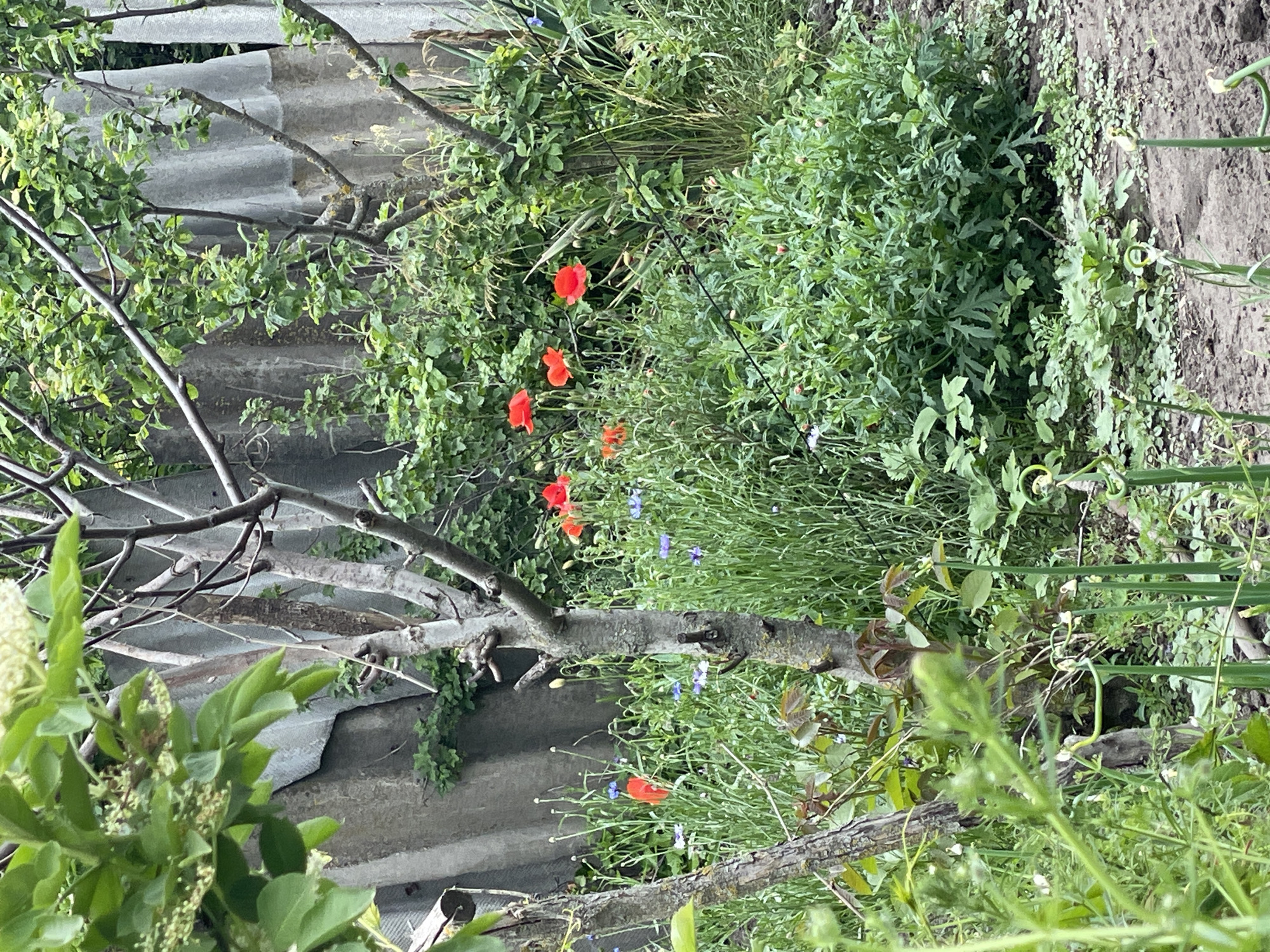 This image captures a vibrant, somewhat wild garden scene, likely set in a rural or semi-rural area such as Zelenyi Hai, Ukraine. The frame is densely packed with natural elements, dominated by lush green foliage and flowering plants.
On the left, a weathered, grey corrugated fence or roof, possibly constructed from asbestos cement panels, forms a textured backdrop. Bare, gnarled tree branches, some still sprouting small green leaves, extend into the scene from the left, obscuring parts of the corrugated surface. In the lower left corner, a cluster of light green or whitish inflorescences, possibly elderflower, adds a lighter touch to the greenery.
The central and right areas are abundant with diverse green growth. Several brilliant red poppies are scattered throughout the mid-ground, their petals fully open and providing striking bursts of color. Smaller, delicate blue or purple wildflowers are interspersed among the various leafy plants and grasses. A thin, dark wire or string runs diagonally through the vegetation, its function ambiguous.
Towards the far right, the dense plant life transitions to a patch of dark, somewhat unkempt earth or bare ground. Here, a few young, curly green shoots, possibly indicating onions or garlic, are visible.
The scene suggests daytime, with soft, diffused lighting indicating either an overcast sky or soft sunlight, as harsh shadows are absent. No people or visible text are present in the image. The overall impression is one of natural beauty and an overgrown, peaceful garden environment, characteristic of a rustic setting in late spring or early summer.