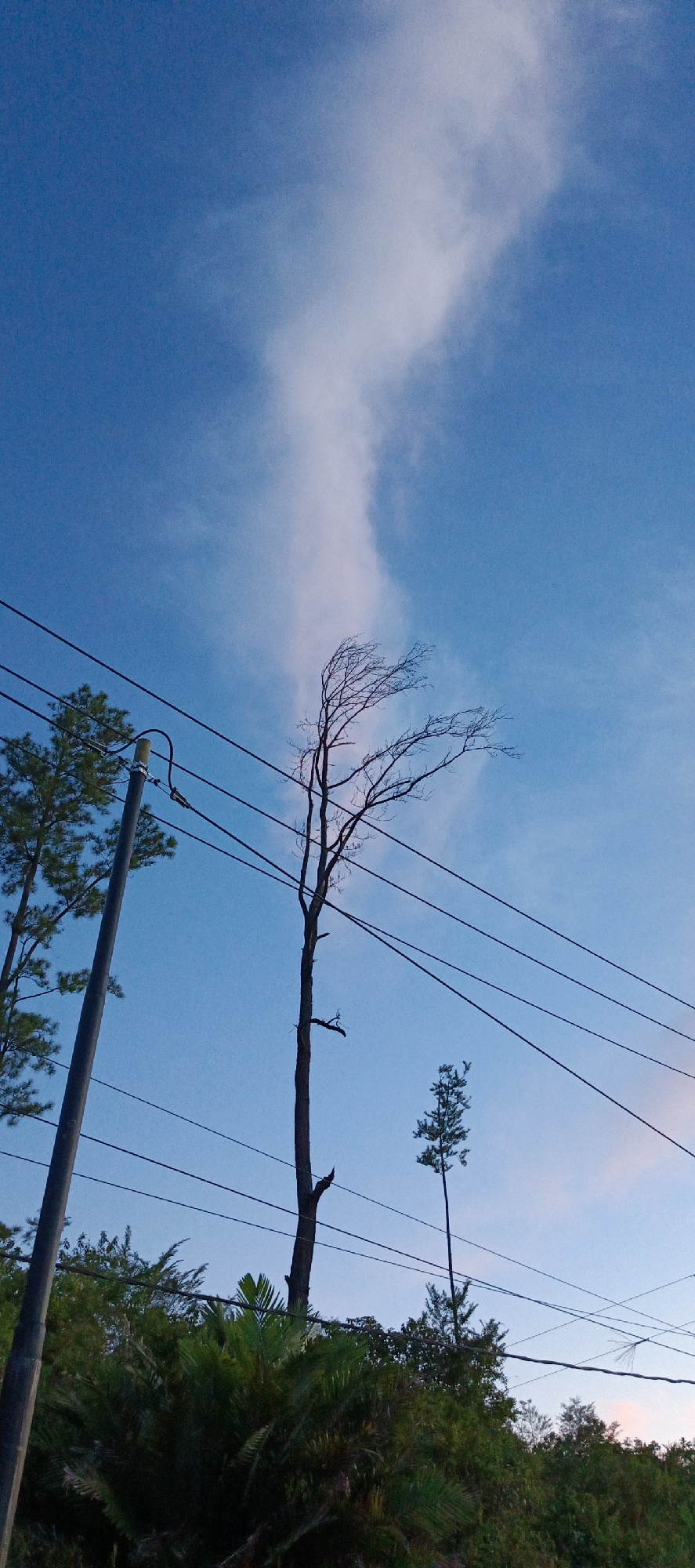 In Sukamulia, Indonesia, the image captures a view of a clear blue sky with a wispy cloud formation stretching vertically. Several power lines crisscross the frame horizontally. In the foreground, a dense cluster of lush green foliage dominates the lower portion. To the left, a tall utility pole stands, with the top of a pine tree visible behind it. In the mid-ground, a solitary, bare tree with thin branches extends upwards, its silhouette stark against the sky. To the right of this bare tree, a small, slender evergreen sapling is sparsely visible. The scene appears to be an outdoor environment with natural elements and man-made infrastructure.