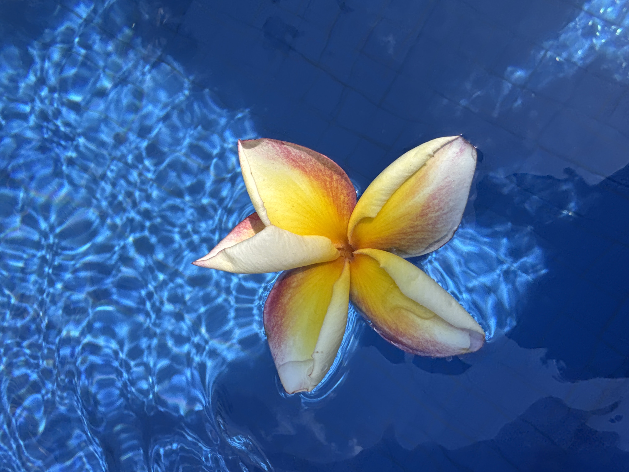 A close-up, high-angle shot shows a single plumeria flower floating on the surface of a bright blue swimming pool. The flower's petals transition from white at the tips to yellow towards the center, with hints of pink along the edges. The water's surface is disturbed, creating ripples and patterns of light and shadow from the sun. The pool bottom is visible through the water, showing square tiles. The scene is devoid of any human presence or activity. The image is likely taken in Denpasar, Indonesia, a city known for its tropical climate and prevalence of plumeria flowers.