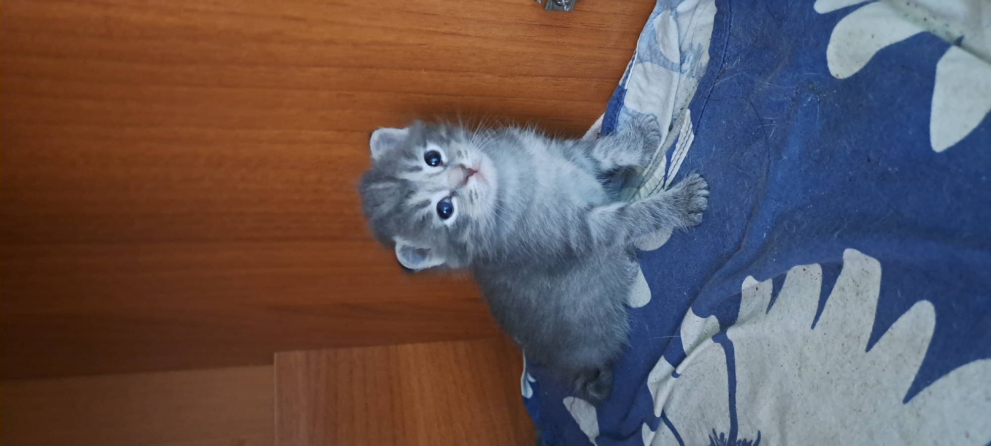 A gray tabby kitten sits on a blue and white patterned cloth. The kitten has blue eyes and is looking slightly to the right. The background consists of wooden furniture. The scene appears to be indoors.