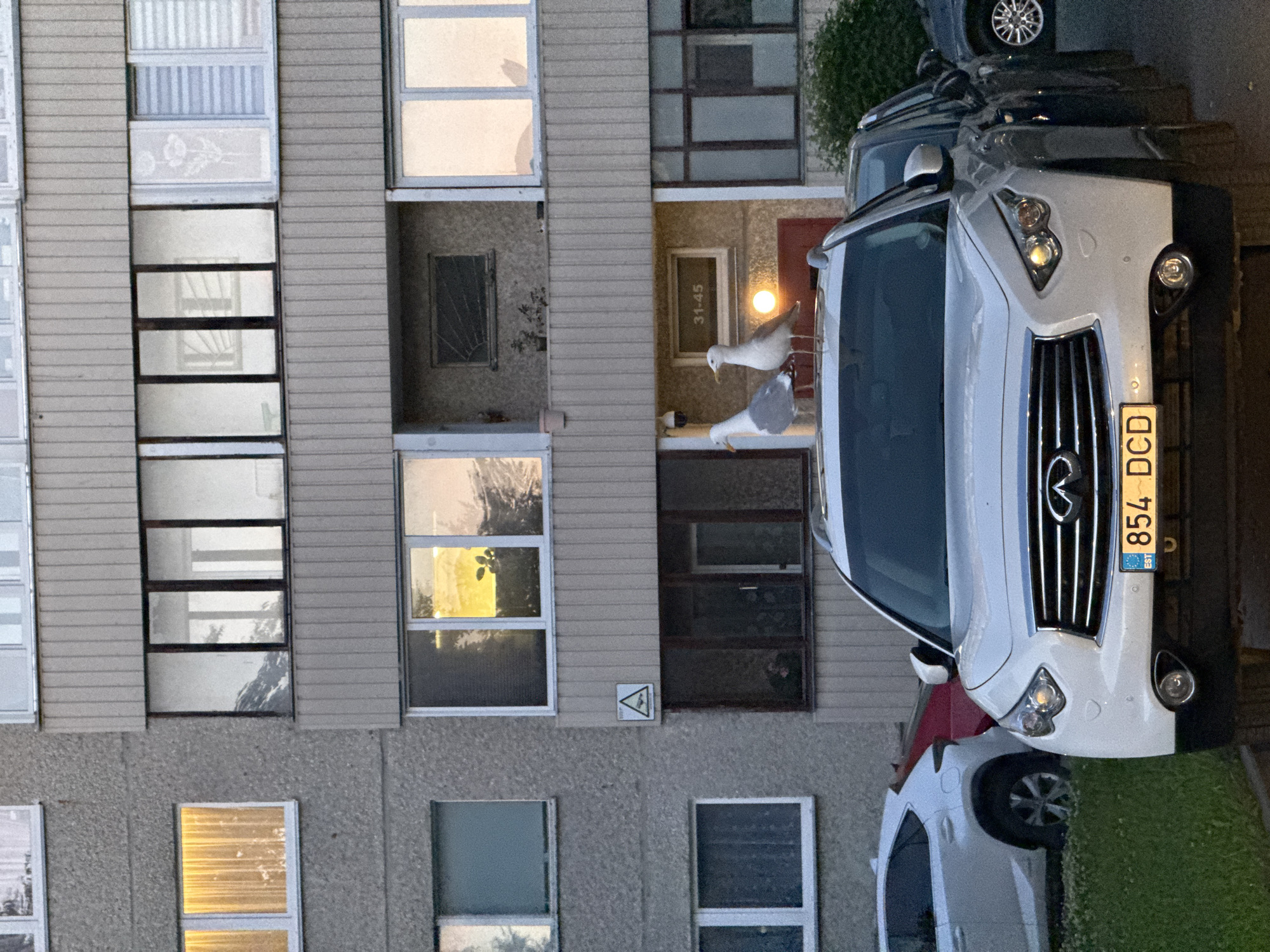 In Tallinn, Estonia, two seagulls perch on the roof of a white Infiniti SUV parked in front of a grey, multi-story apartment building. The building features several windows, some reflecting the soft glow of sunset. A dark sedan is parked next to the Infiniti, and a white Lexus SUV is visible to the left. The ground in front of the vehicles is covered with green grass and a paved surface. The license plate of the Infiniti reads "854 DCD EST". A small warning sign with a triangular shape and an image of falling objects is affixed to the building's facade. The lighting suggests it is either early morning or late evening.