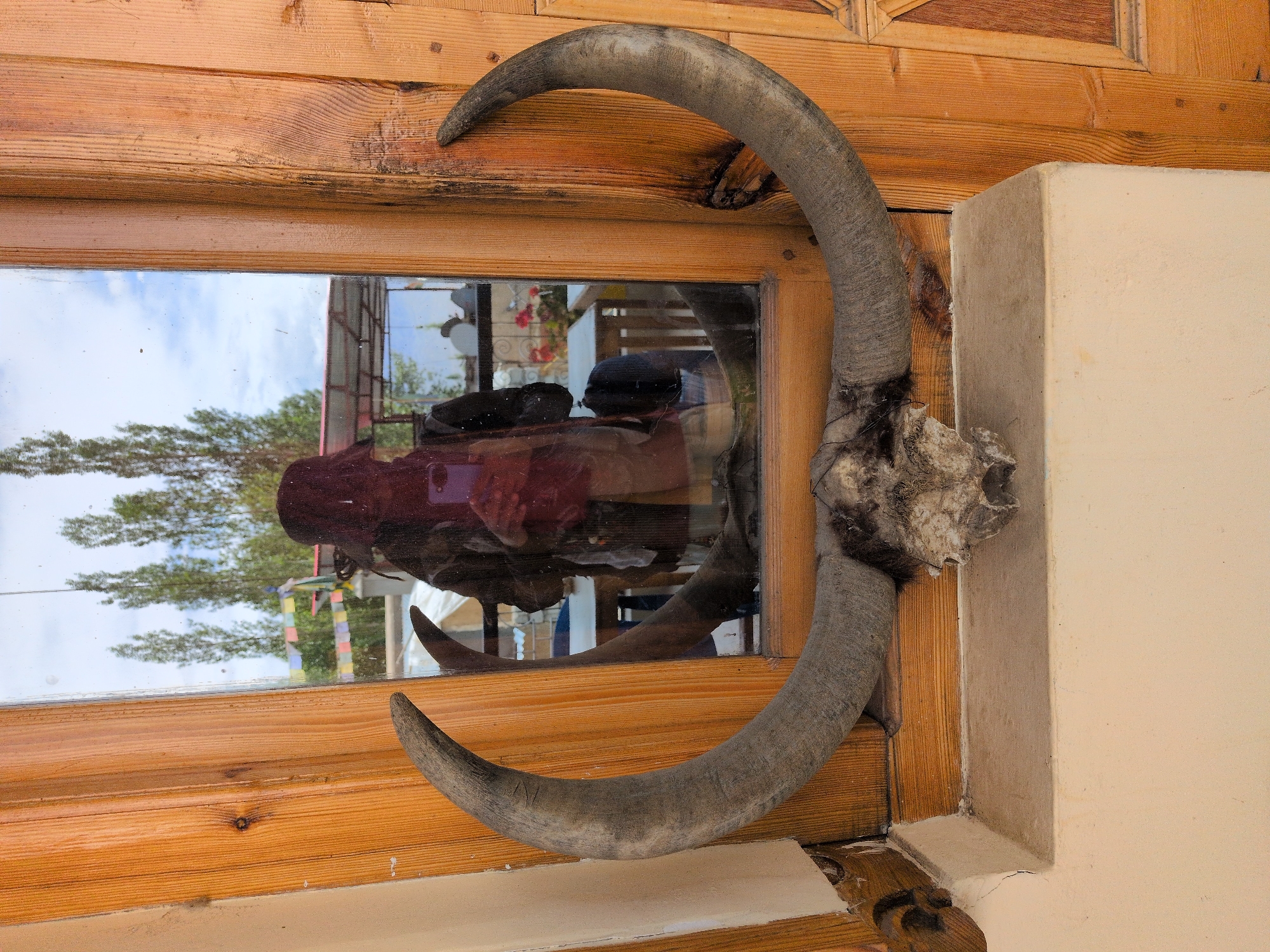 The image displays a wide, curved pair of horns from a large animal, possibly a yak, mounted above a window. The horns are gray and textured, with a skull visible between them. The skull appears weathered and has dark, fur-like material attached. The horns are positioned in front of a wooden door frame with vertical planks and a knot in the wood. A window pane is set within the door, reflecting the exterior. In the reflection, several tall trees with green foliage are visible against a cloudy sky. Prayer flags, predominantly in red, yellow, blue, green, and white, are strung between poles, suggesting a cultural or religious setting. A person is visible in the reflection, holding a purple smartphone and taking a selfie. They are wearing a dark jacket and a maroon scarf or shawl. Behind the person, there are glimpses of an outdoor seating area with tables and chairs, and some red flowers. This scene is consistent with the visual aesthetic often found in guesthouses or homes in Leh, India, where such decorative items and prayer flags are common due to its predominantly Buddhist culture and mountainous terrain.