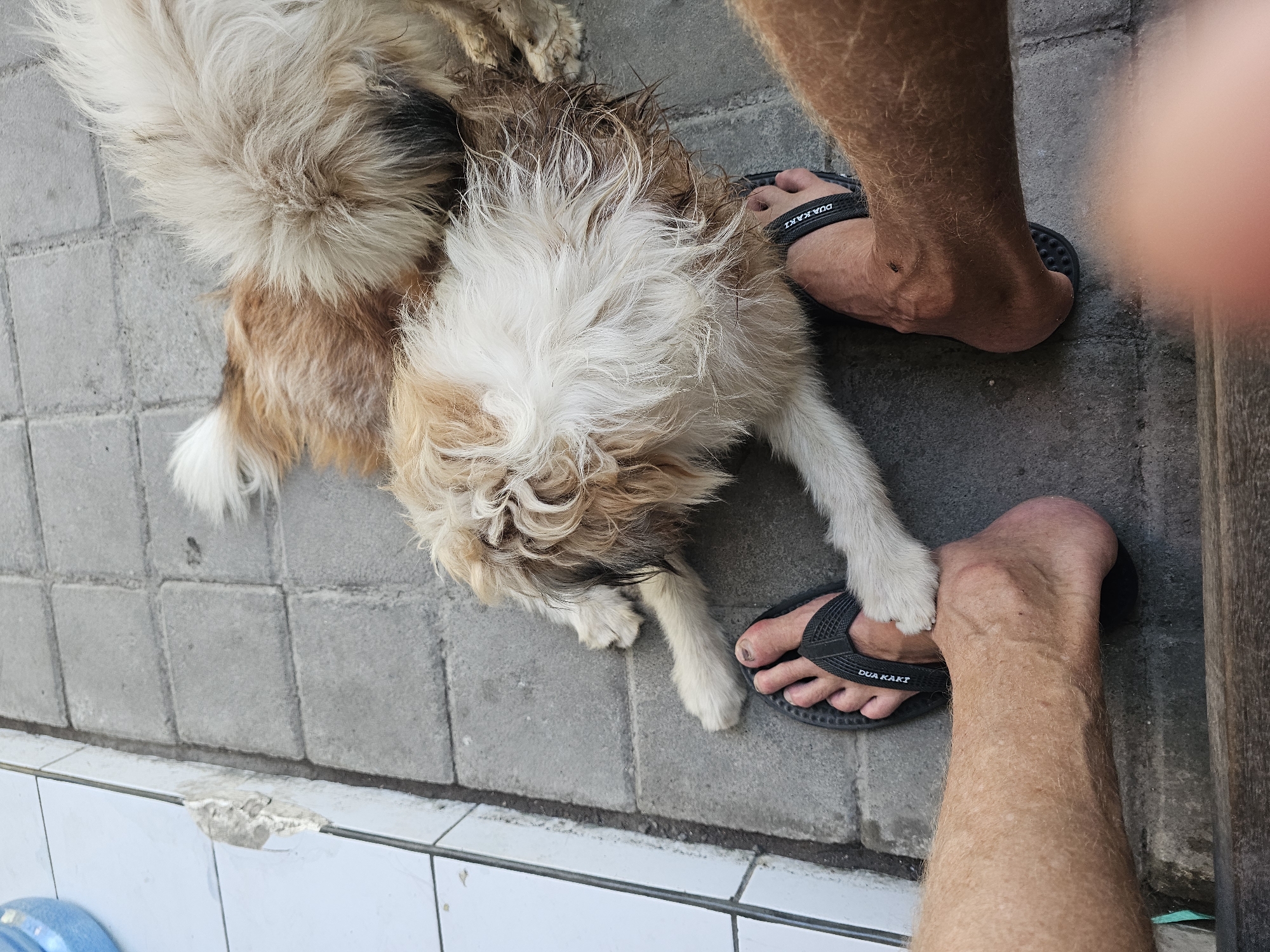 A shaggy, light brown and white dog lies on a paved walkway next to two sets of bare human legs. The dog is lying on its side, with its head down, appearing to be resting. The human legs are positioned on either side of the dog, with one set of feet wearing black flip-flops. The walkway is made of grey concrete pavers. The scene appears to be outdoors, possibly in a residential area or a public space. The lighting suggests it is daytime. The image is taken from a high angle, looking down at the dog and the legs.