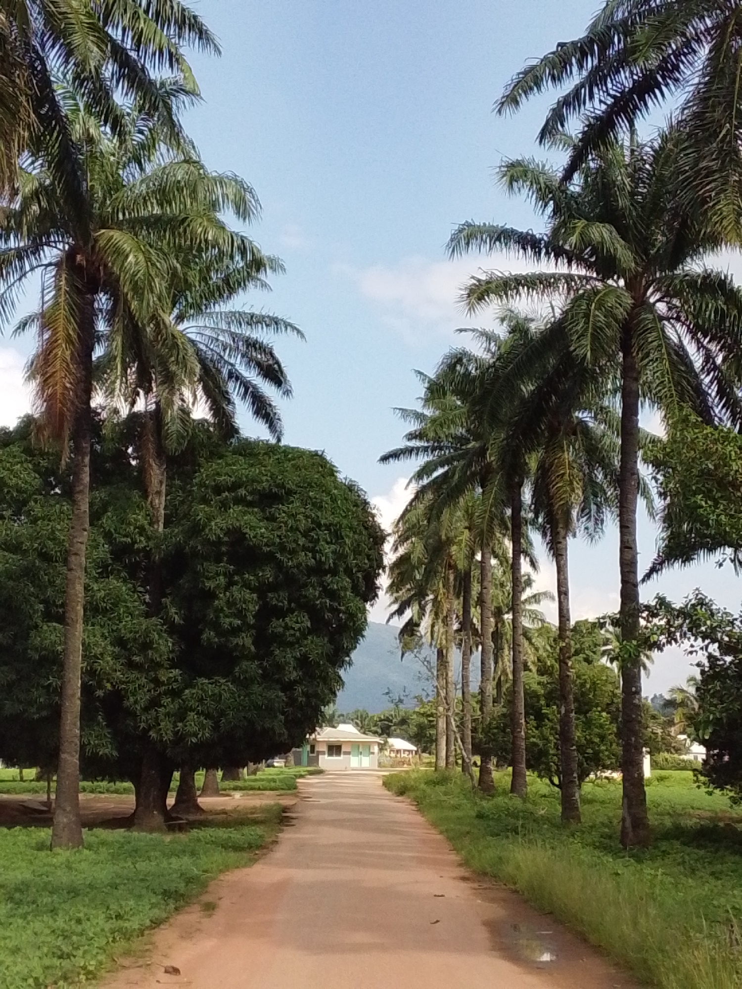 An eye-level, medium shot captures a dirt road lined with palm trees and lush green vegetation, leading towards a small, light-colored building in the distance. The sky above is a clear blue with a few wispy clouds. The palm trees are tall and slender, with their fronds creating a natural canopy over the road. The building in the background appears to be a single-story structure with a light-colored facade and a darker roof. The overall scene suggests a rural or semi-rural environment, possibly a village or a residential area in Serti, Nigeria, characterized by its tropical flora and simple architecture.