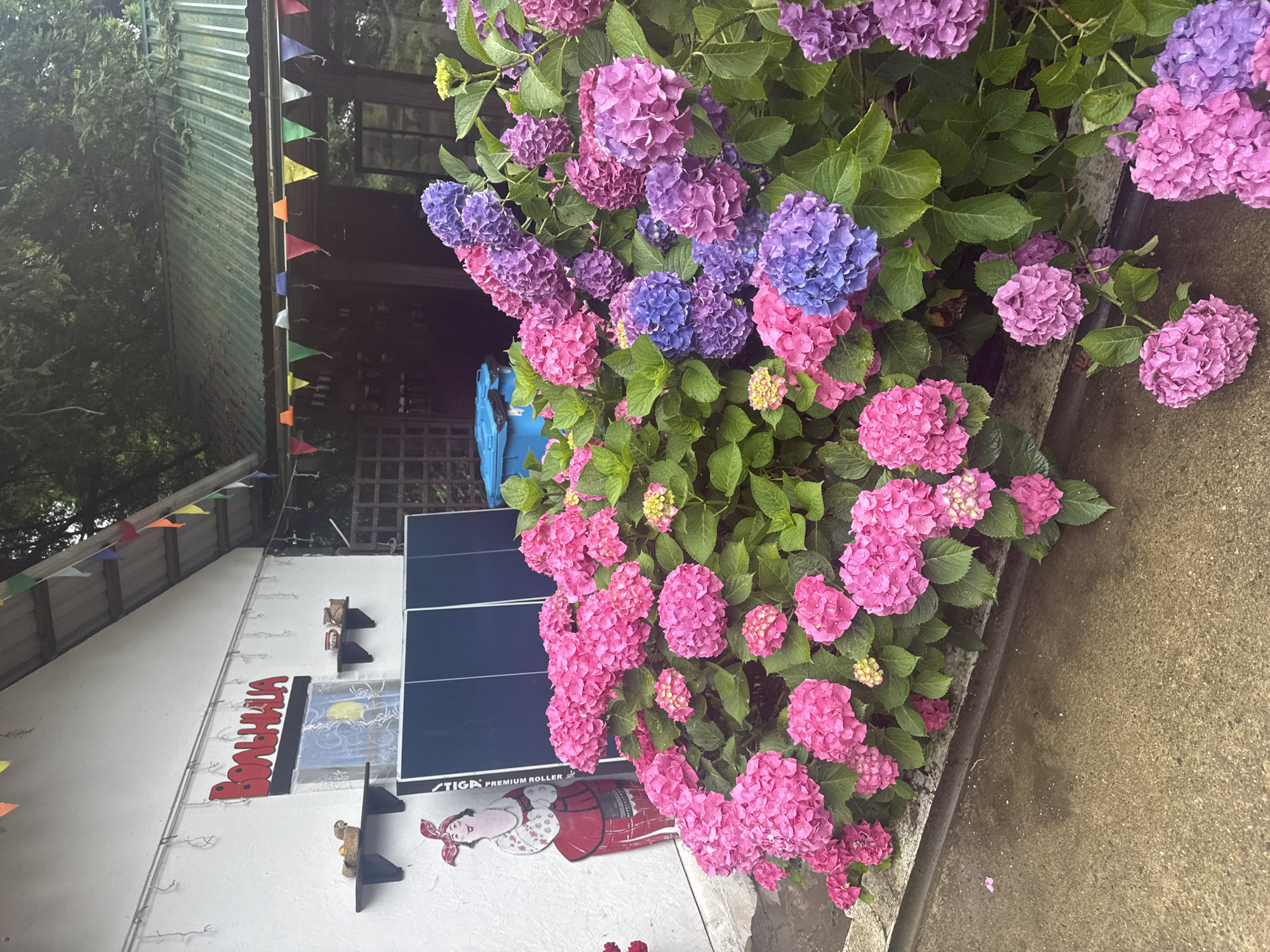 The image depicts an outdoor scene in Semenovka, Russia, featuring a white building with red lettering that reads "ВОЛЬНИЦА" (Volnitsa). The building has a green corrugated metal roof and is decorated with colorful triangular flags. In front of the building, a lush display of hydrangeas in shades of pink, purple, and blue dominates the foreground. The flowers are densely packed, creating a vibrant floral border. To the left of the building, a cutout figure of a woman in traditional dress is visible. Behind the hydrangeas, a blue trash bin and dark wooden structures are partially visible. The ground in front of the hydrangeas is a paved surface, appearing slightly damp. The overall setting suggests a public space or perhaps a shop with outdoor seating, likely in a rural or semi-rural area given the natural foliage and the building's rustic appearance.