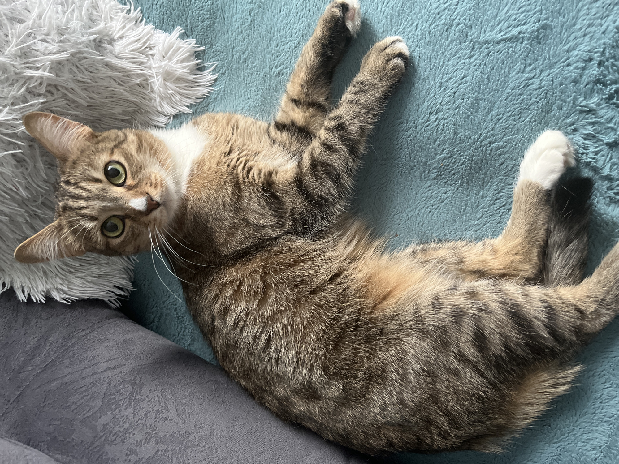 A brown and white tabby cat lies on its back on a light blue blanket. The cat's head is near a grey couch cushion and a white, fluffy pillow. The cat is looking towards the camera with its green eyes. Its front paws are extended upward.
The location is not evident in the image and there is no support for the claim that it is in Izhevsk, Russia.