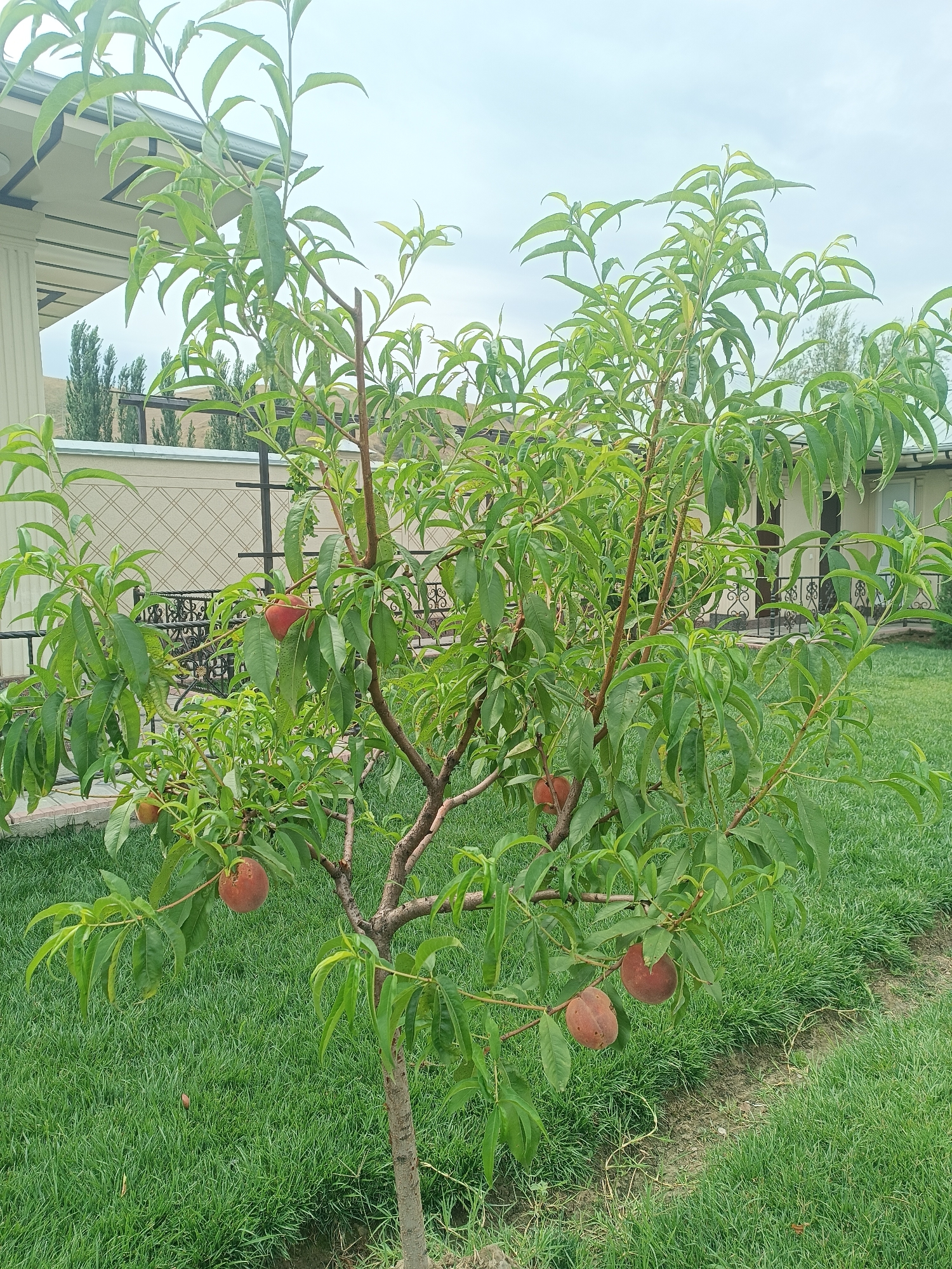 A peach tree bearing fruit stands in a grassy yard in Myrza-Ake, Kyrgyzstan. The tree has a thin, brown trunk and branches laden with green leaves. Several ripe peaches, a mix of red and orange hues, are visible amongst the foliage. In the background, a building with a white exterior and a decorative roofline is partially visible, along with a beige patterned fence. The sky is overcast.