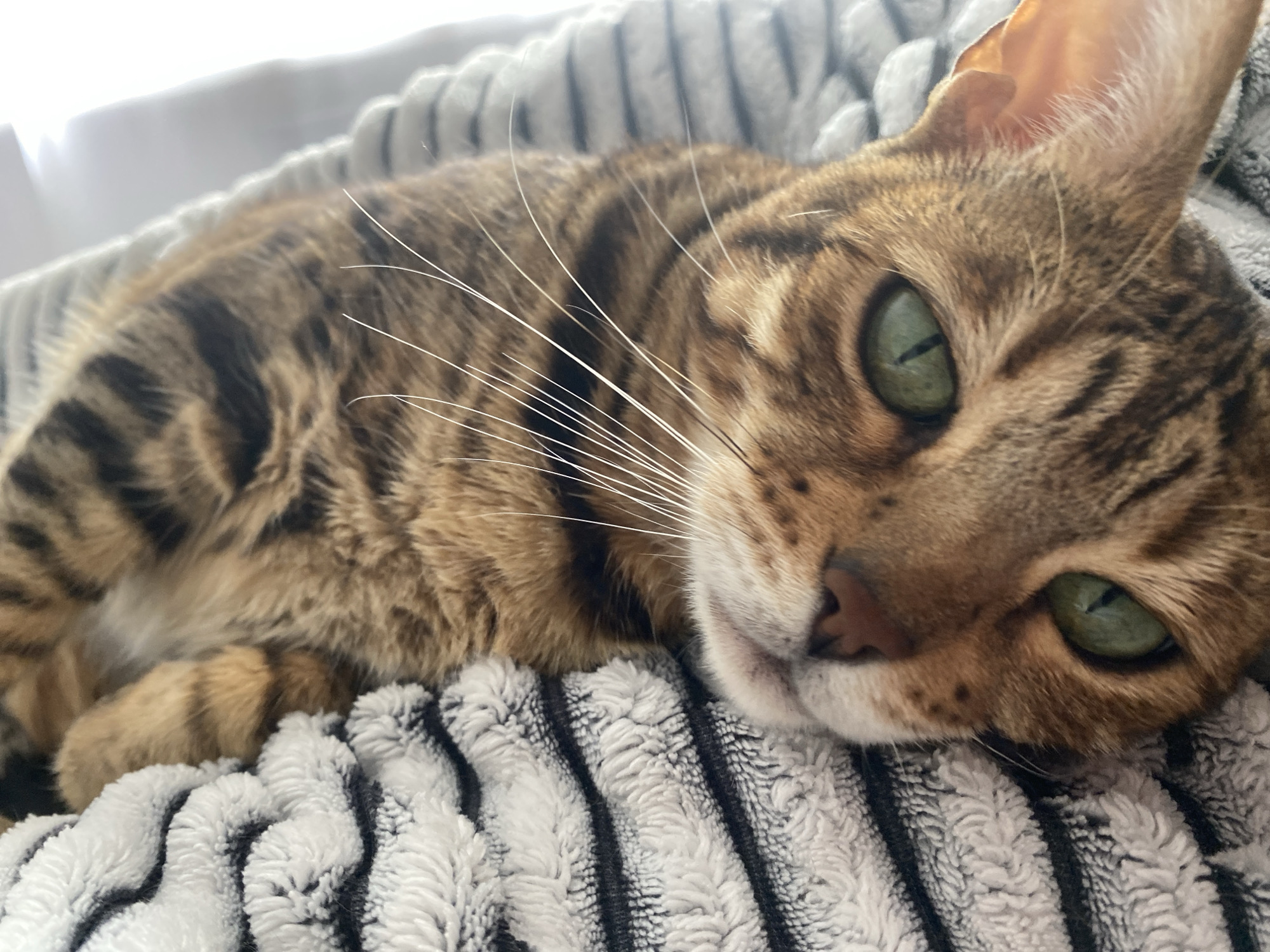 A close-up shot captures a Bengal cat lounging on a striped blanket. The cat has distinctive spotted fur and piercing green eyes. Its body is curled up, and its head is resting on the blanket, with its gaze directed slightly away from the camera. The blanket appears to be made of a soft, textured material with alternating black and white stripes. The lighting suggests an indoor setting, possibly a bed or sofa, with bright, diffused light coming from the left side of the frame. The cat's expression is relaxed and content. No text is visible in the image. The location context of Chaikovsky, Russia, provides a geographical anchor for the image, but there are no specific visual cues within the image itself that confirm this location.