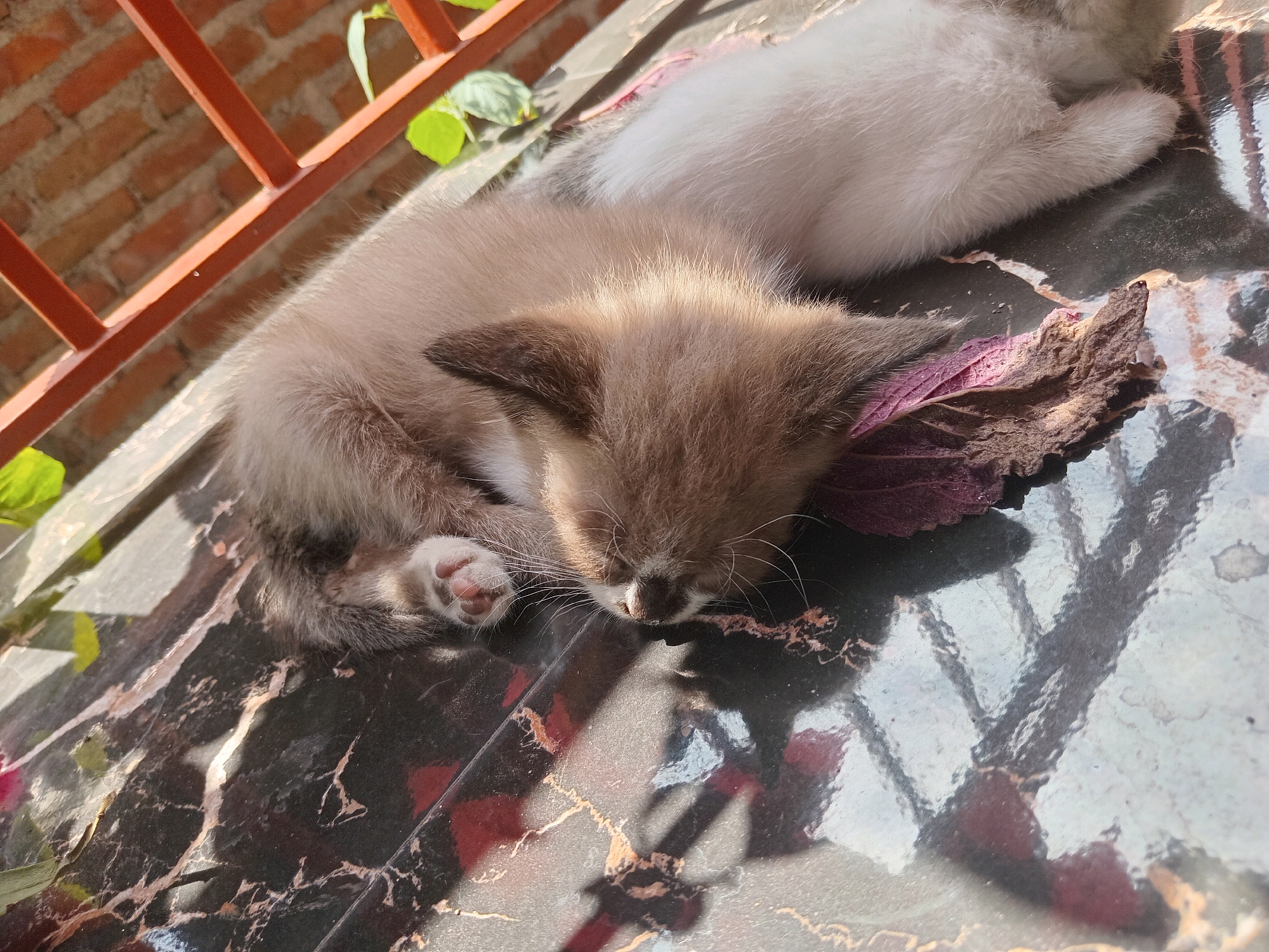 The image shows two kittens sleeping on a shiny, dark-colored patterned surface. The kitten in the foreground is a light brown color with darker brown markings on its ears and face, and white paws. It is curled up and appears to be asleep, with its head resting on a dried leaf. Another kitten, mostly white, is visible behind it. The surface they are on is reflective, showing the sunlight and shadows. In the background, a red metal railing is visible against a brick wall. Green leaves are also present in the background. The scene appears to be outdoors, possibly in a yard or patio area, given the railing and brick wall. The location is identified as Claket, Indonesia.