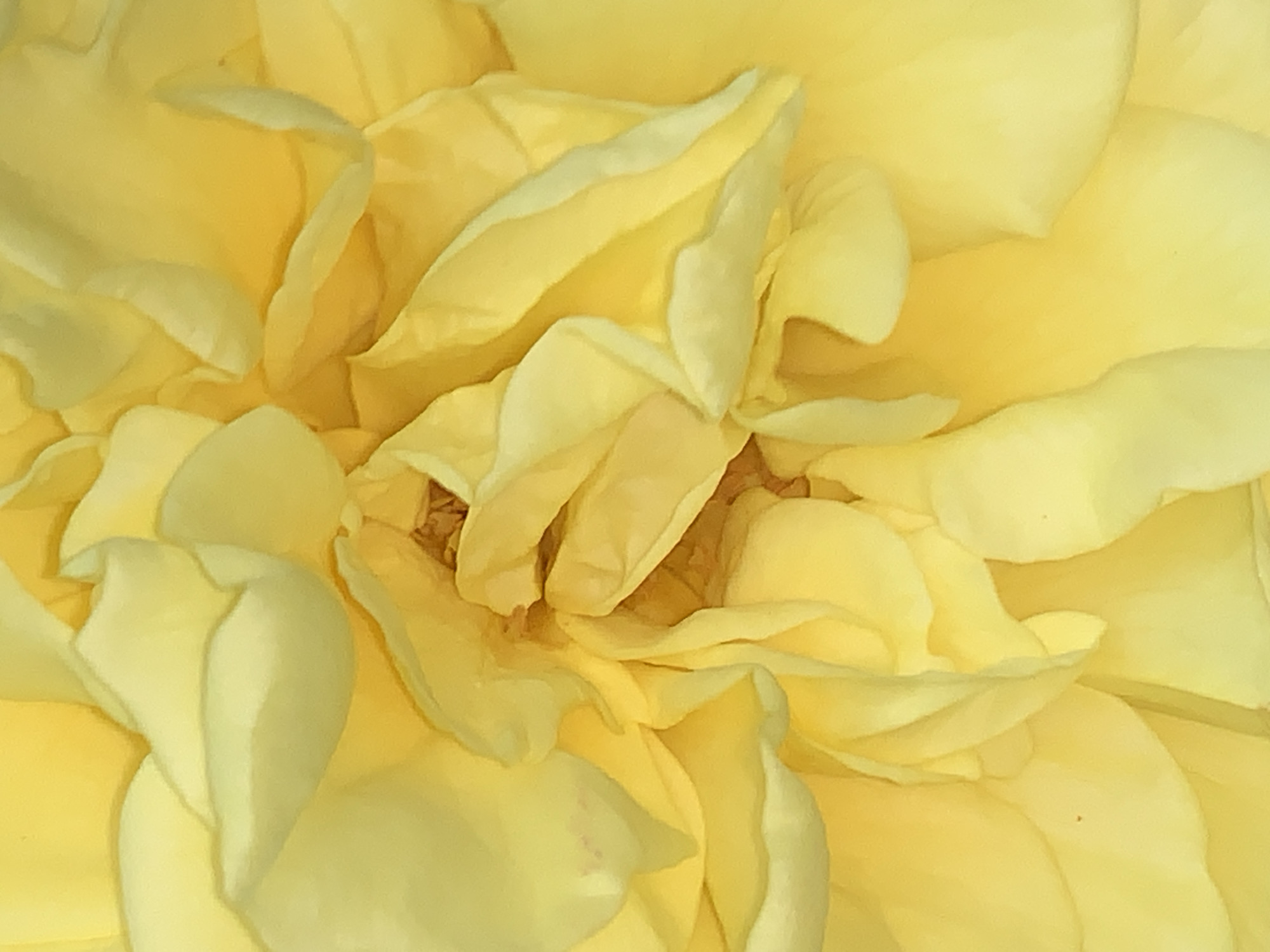 This close-up photograph captures the intricate details of a yellow flower, likely a rose, filling the entire frame with its petals. The dominant color is a vibrant yellow, exhibiting a range of tones from soft, pale lemon yellow along the edges of some petals to deeper, richer golden hues in the folds and shadows.
The petals are numerous, layered, and overlapping, creating a dense, swirling pattern that draws the eye towards what appears to be the flower's slightly darker, more compact center. Each petal displays subtle undulations and gentle curves, contributing to a soft, organic texture. Some petals are folded inward, while others gently unfurl, showcasing their smooth surfaces and delicate forms.
The lighting is soft and diffused, highlighting the natural contours and variations in color across the petals without harsh shadows or bright glares. This illumination emphasizes the intricate layering and the velvety appearance of the flower's surface. The image focuses exclusively on the bloom, presenting an almost abstract study of natural form and color. There are no discernible activities, people, objects beyond the flower, specific location cues, or visible text in the image.