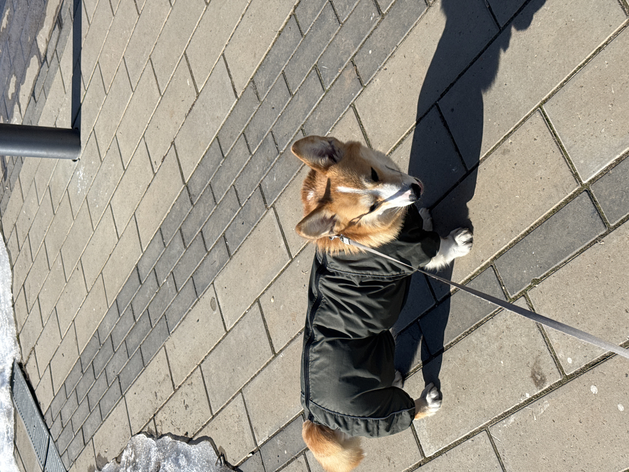 A corgi dog wearing a dark green jacket stands on a pavement made of rectangular blocks, with a leash attached. The dog is casting a shadow to its right. A gray metal pole and a metal drain are visible on the left side of the image, along with remnants of melting snow. The location is unspecified, but the prompt implies it is in Votkinsk, Russia.