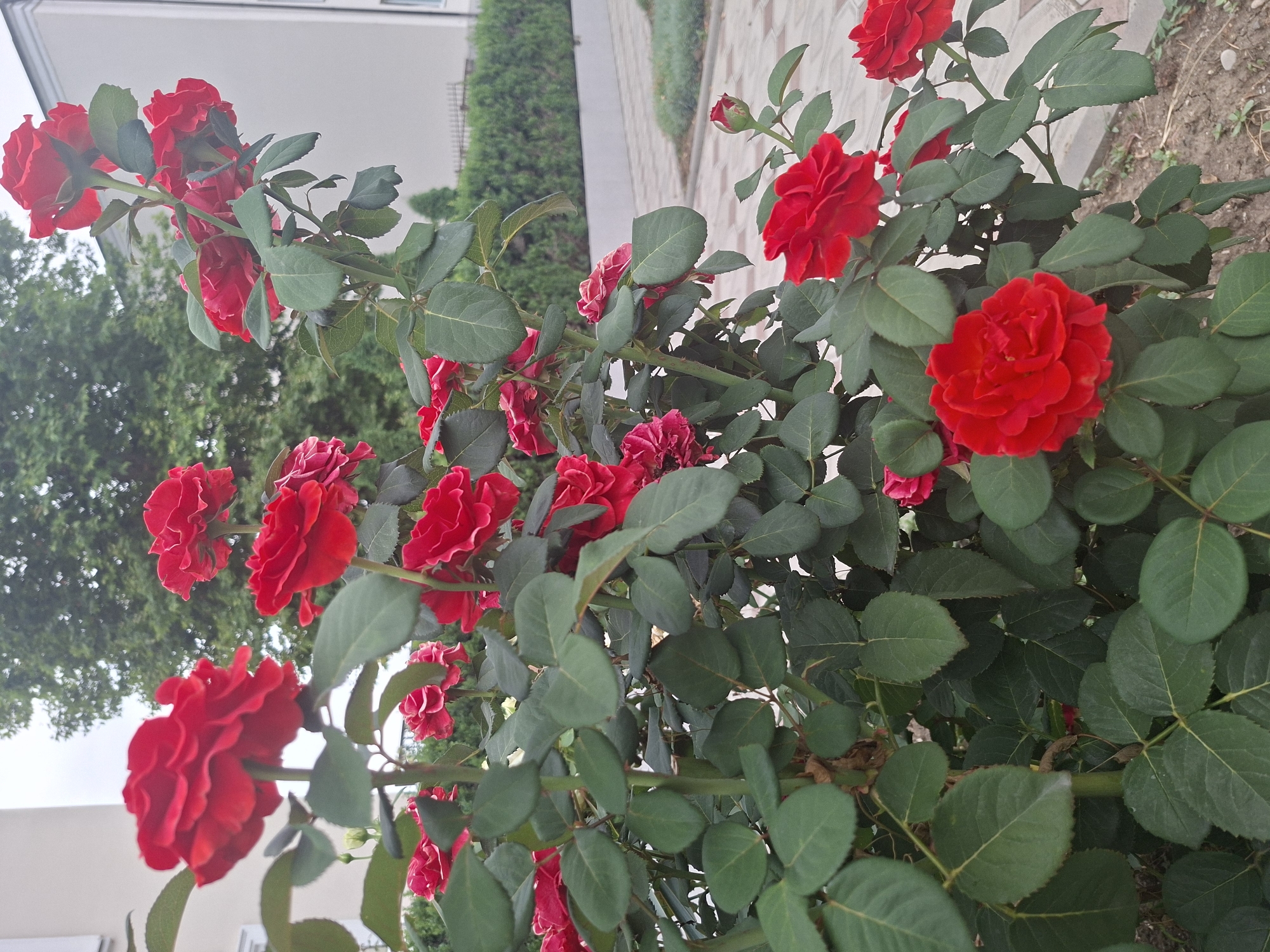 A close-up, medium-angle shot captures a dense bush of vibrant red roses in bloom, set against a blurred background of buildings and greenery. The roses, with their layered petals, are the primary focus, with several fully opened flowers and some buds visible. The leaves are a deep, lush green, some showing slight wear. The scene appears to be in an outdoor urban setting, likely a garden or park area, judging by the paved walkway and trimmed hedges in the mid-ground and background. The lighting suggests an overcast day. The location of Nartkala, Russia, is not directly evident from the visual cues in the image itself but is provided as context. There are no people or discernible actions taking place.