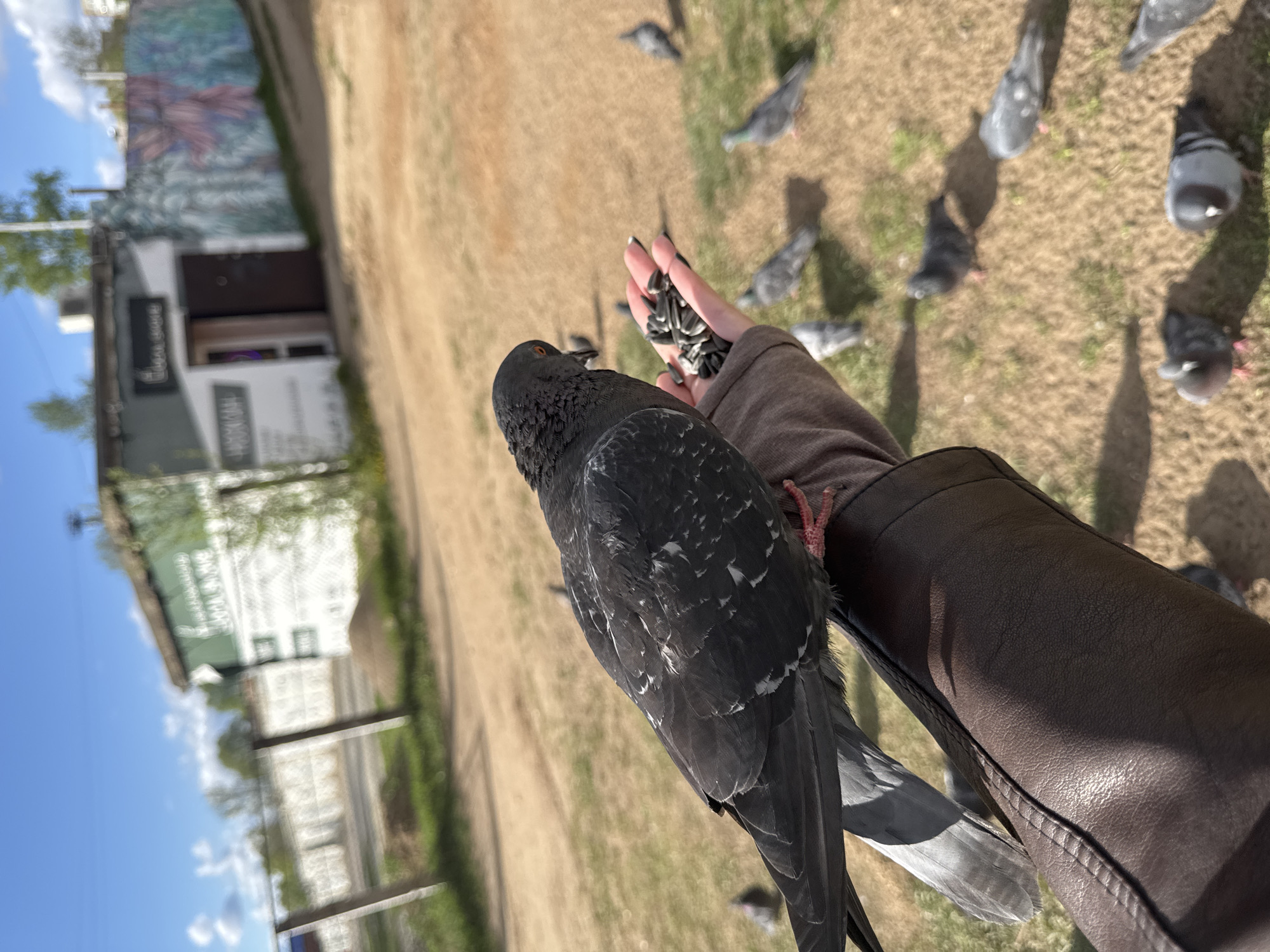 A high-angle medium shot shows a person with an outstretched hand feeding a pigeon sunflower seeds in what appears to be the city of Chaikovsky, Russia. The person's arm is visible, wearing a brown leather jacket. The hand is filled with sunflower seeds, and a dark gray pigeon is perched on the arm, consuming the seeds. Several other pigeons are visible in the background, scattered on the ground. The background appears to be a park or open area with a building visible in the far left of the frame. The sky is blue with sparse clouds. The scene is well-lit.