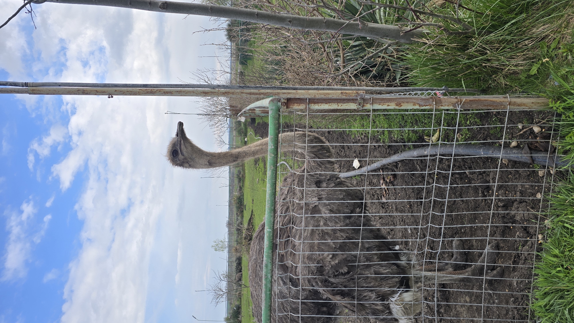 An ostrich is confined behind a wire fence in Burgas, Bulgaria. The ostrich, characterized by its long neck and dark, mottled plumage, appears partially obscured by the metal bars of the enclosure. The ground within the enclosure is bare and earthen. Above the ostrich's head, metal pipes and tree branches are visible against a backdrop of a cloudy blue sky. Green vegetation and grasses grow along the perimeter of the fenced area.