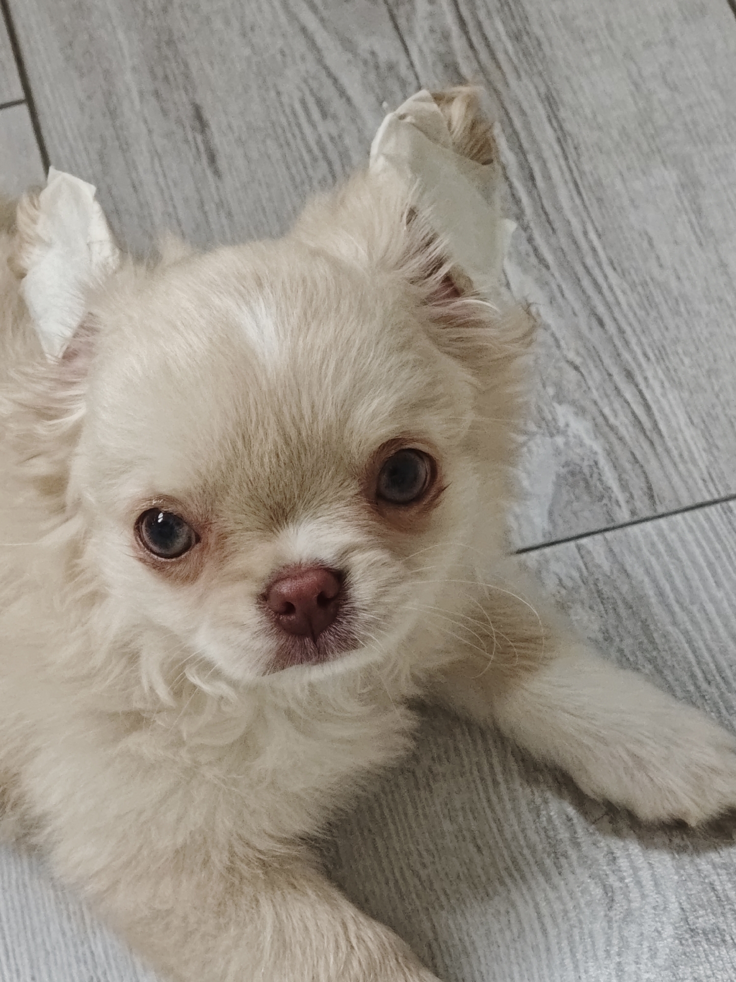 A close-up, eye-level shot captures a long-haired chihuahua puppy lying on a light-colored wooden floor. The puppy has cream-colored fur, large dark eyes, and a pink nose. Its ears are slightly perked, and one ear appears to have a small piece of white medical tape. The puppy is looking directly at the camera with a curious expression. The floorboards are oriented horizontally and vertically, creating a subtle grid pattern in the background. The lighting is soft, highlighting the puppy's fur and features.