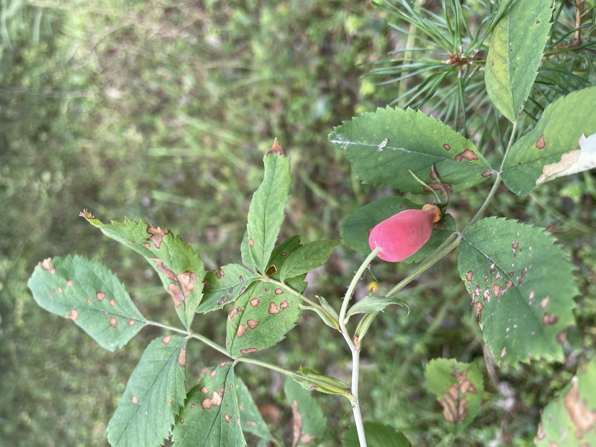 This image is a close-up of a wild rose bush branch with a single pink rosehip. The leaves are green, but many show signs of fungal disease, with brown spots and some browning at the edges. The rosehip is plump and vibrant pink, with a small green calyx at its base. The branch has small thorns and developing seed pods. The background is blurred and consists of green foliage and some pine needles, suggesting an outdoor environment. The image was taken in a natural setting, possibly a park or forest area, consistent with the location of Barsovo, Russia, which is known for its natural landscapes. There are no people or animals visible in the image, and no specific actions are being performed. The scene is static and focuses solely on the plant.