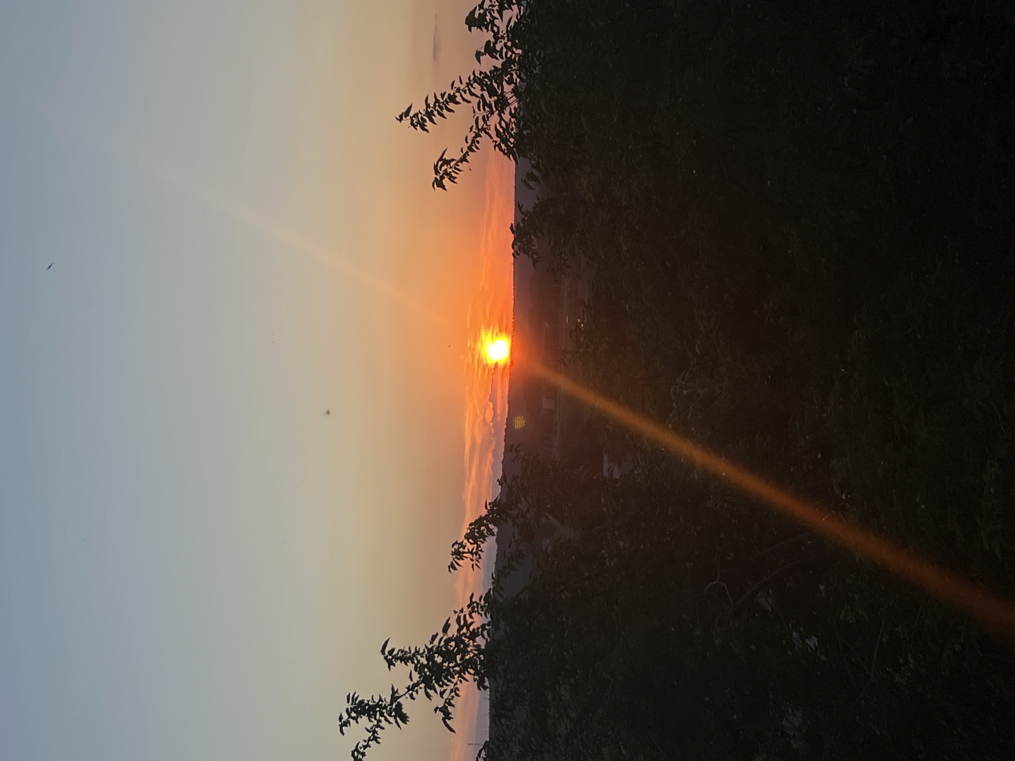 A vertical, full-frame, low-angle shot captures a sunset over a rural landscape, viewed through silhouettes of trees. The sun, a bright orange orb, is positioned slightly left of center on the horizon, casting a brilliant orange glow that transitions to a pale yellow and then a soft blue in the sky. A distinct ray of sunlight, a vibrant orange streak, cuts diagonally across the frame from the lower left to the upper right, illuminating faint dust motes or insects in the air. The foreground is dominated by the dark, shadowy silhouettes of lush green foliage from trees and bushes, with branches and leaves clearly defined against the lighter sky. In the background, a rolling, hilly landscape is visible, with faint indications of buildings and structures, suggesting a rural or semi-rural area. The sky shows subtle horizontal cloud formations near the horizon, illuminated by the setting sun. The scene is devoid of any people or animals. The overall atmosphere is serene and tranquil, dominated by the natural beauty of the sunset.