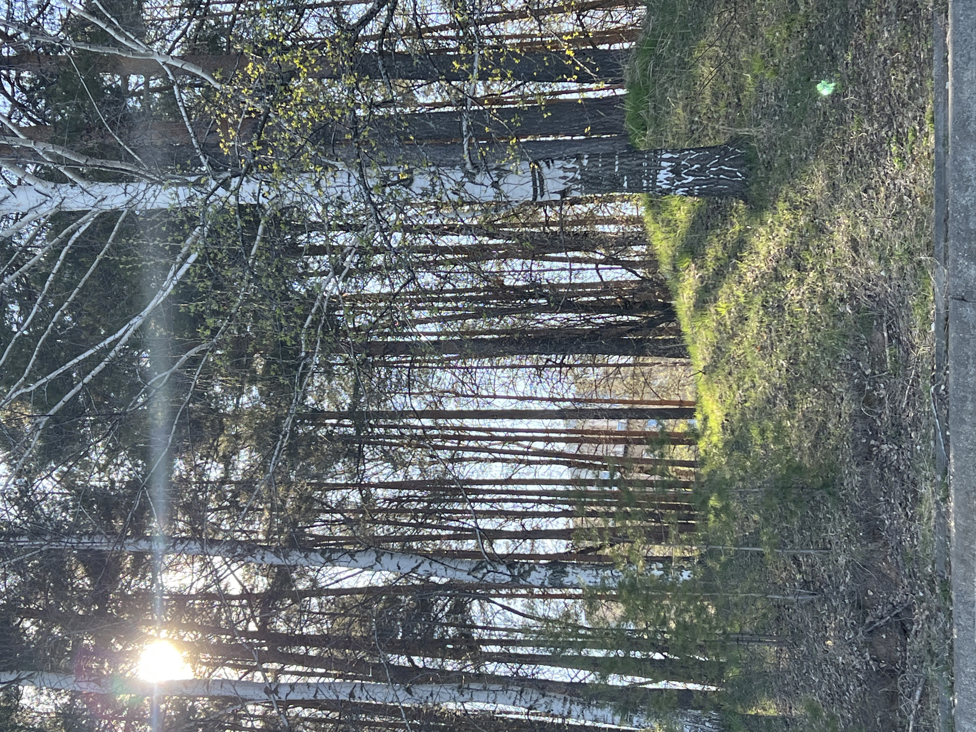 The image shows a forest scene, likely near the city of Chaikovsky, Russia. It features numerous trees, including birch trees recognizable by their white bark, arranged in a dense thicket. Sunlight filters through the branches, creating bright spots and shadows. The ground is covered in vegetation and some fallen leaves, with a grassy verge along the right edge. The perspective suggests the photo was taken from a slightly elevated position.