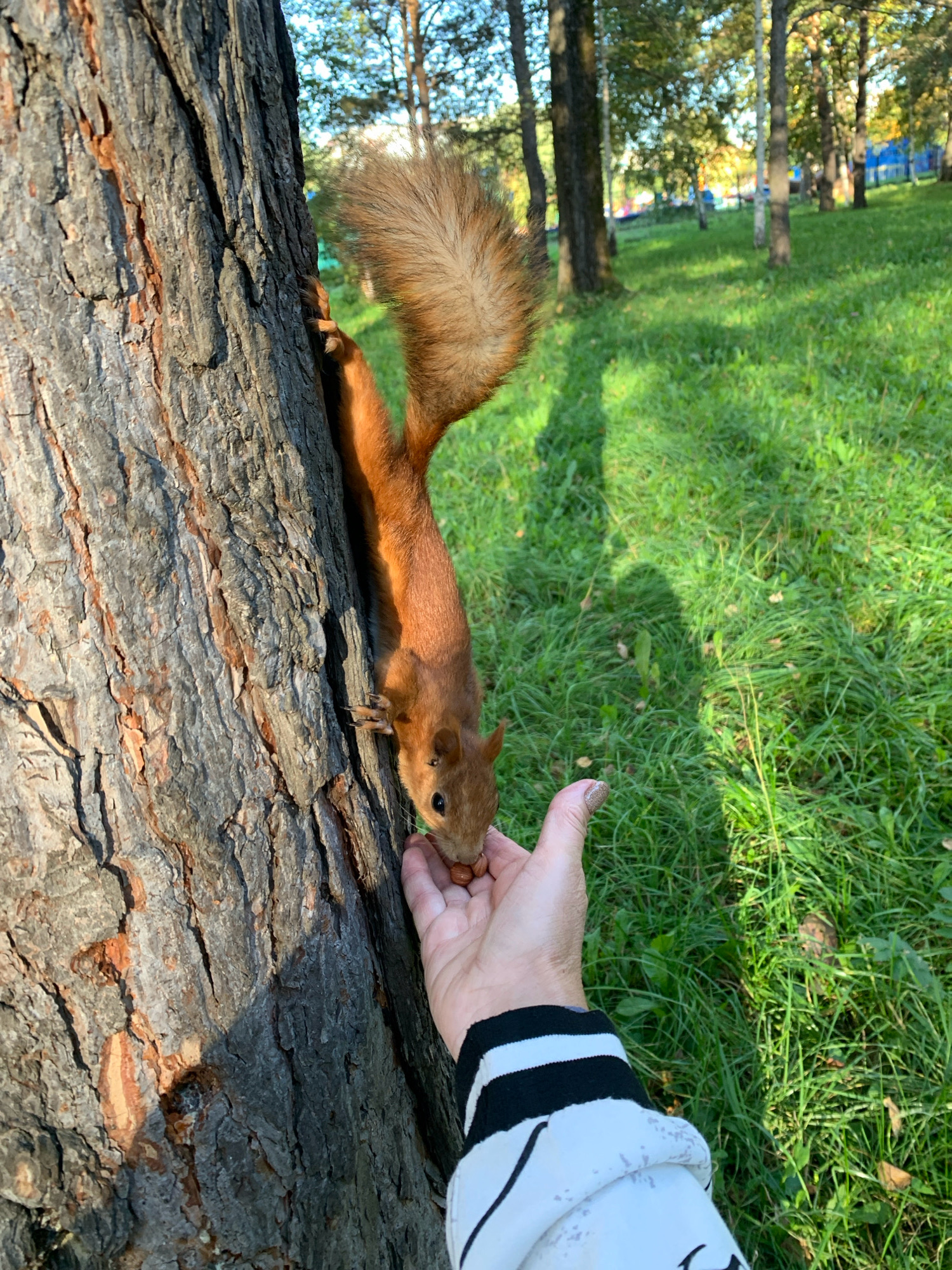 A squirrel is being fed nuts by a hand on the side of a tree. The squirrel is hanging upside down on the tree trunk and reaching out to take a nut from the person's palm. The person is wearing a white jacket with black stripes. The background shows a grassy park with trees. The image is taken in the city of Prokopyevsk, Russia.