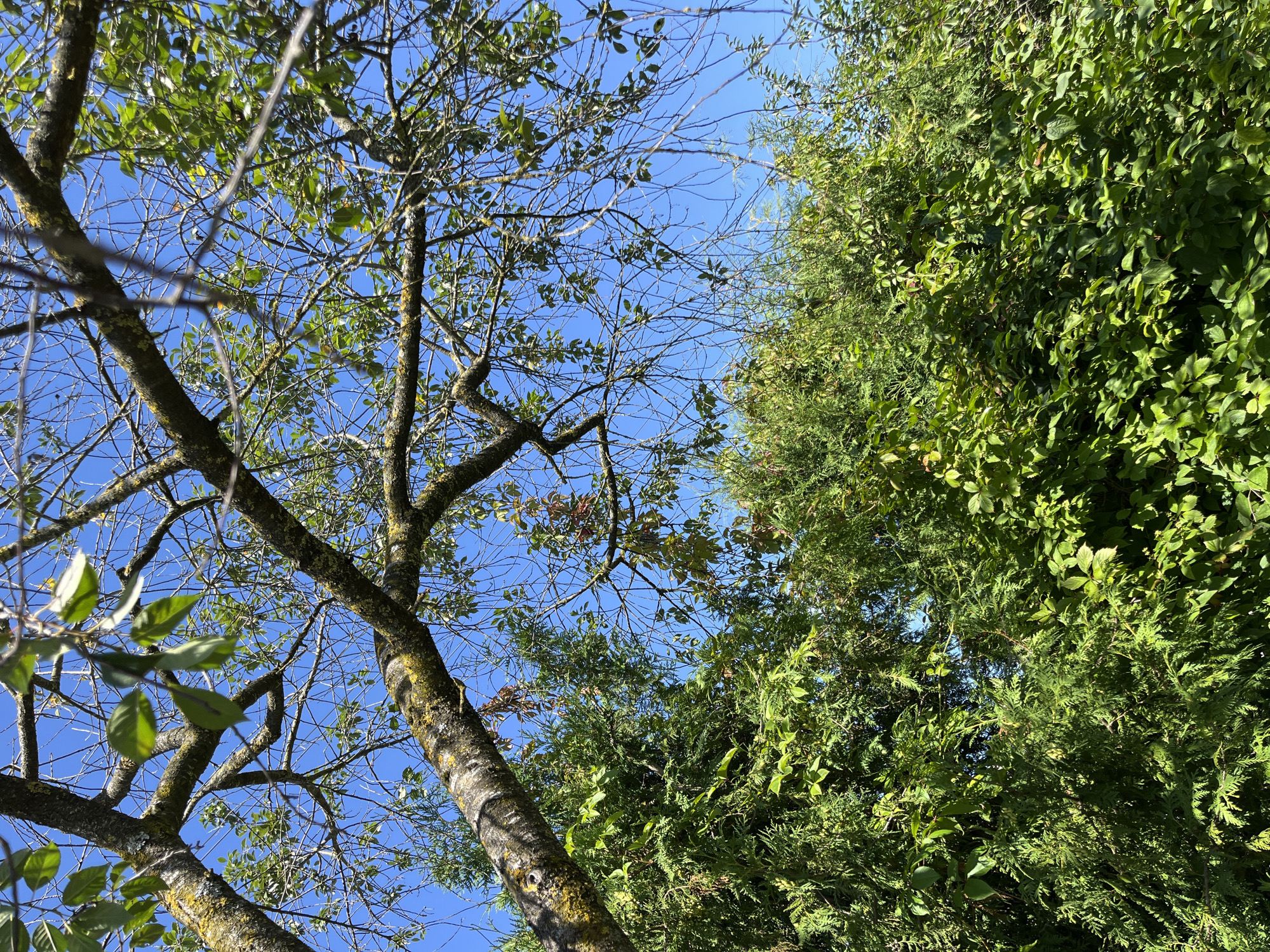 A low-angle shot captures a section of a tree with moss-covered branches reaching towards a clear blue sky. Beneath the tree, a dense thicket of green foliage, likely consisting of evergreen and deciduous plants, fills the lower half of the frame. The scene appears to be a natural outdoor setting, possibly a garden or park area within the Дунілавіцкі сельскі Савет in Belarus. No people or animals are visible in the image. The lighting suggests it is daytime with sunlight illuminating the vegetation.