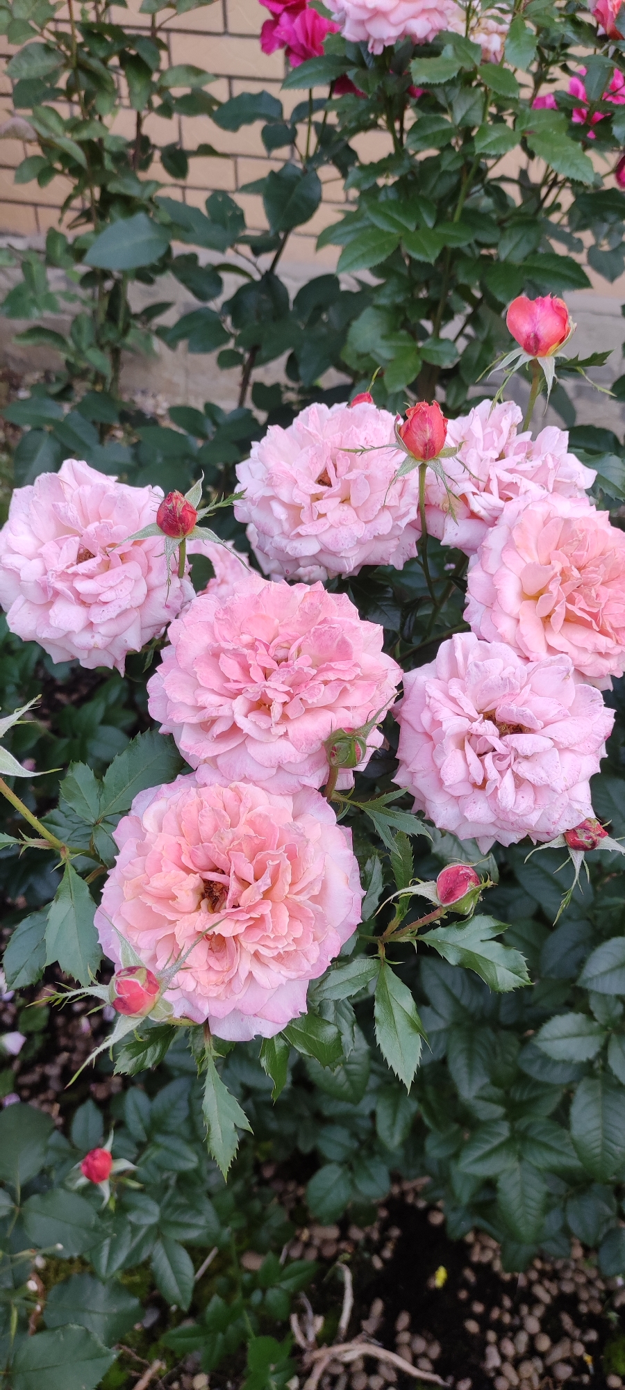 The image shows a close-up view of several light pink roses in full bloom, interspersed with dark green leaves and some unopened rosebuds. The roses have many delicate, ruffled petals and appear slightly wet, possibly from dew or recent rain. The buds are a vibrant reddish-pink. In the background, a brick wall and more greenery are visible, suggesting an outdoor garden setting. The lighting is soft, indicating it could be early morning or late afternoon. The overall mood is serene and natural. There are no people, visible text, or specific events depicted. The location context provided is Rosinka, Russia.