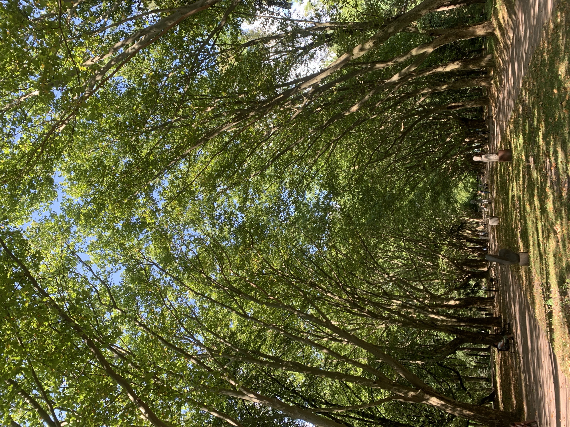 This is an eye-level, full shot of a tree-lined park path in Lviv, Ukraine. The perspective is from within the path, looking down its length, which is bordered by dense rows of trees with canopies that meet overhead, forming an archway. Sunlight filters through the leaves, dappling the path and surrounding grass. Several stone sculptures are visible along the right side of the path. People are sparsely distributed, with a few individuals sitting on benches or walking in the distance. The path is made of dirt and gravel, with fallen leaves scattered on the ground. The overall impression is one of a tranquil, shaded park setting on a sunny day.