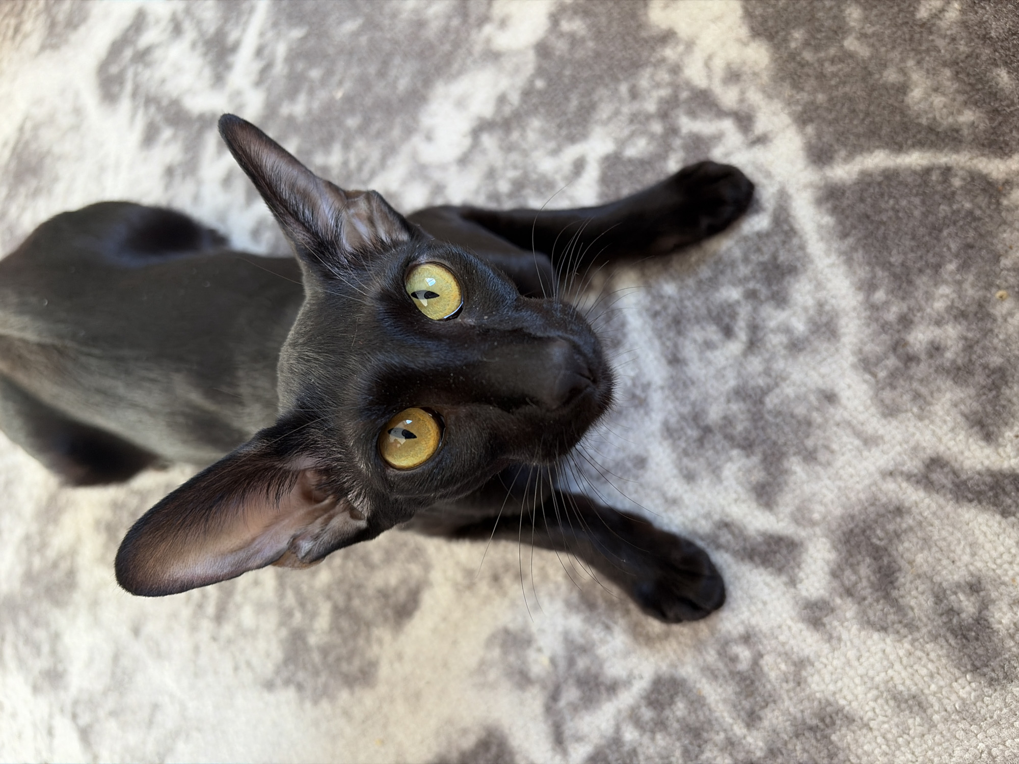 An overhead shot captures a sleek, black Oriental Shorthair cat lying on a textured rug. The cat's body is stretched out, with its front paws extended forward and its head tilted upwards, looking directly at the viewer. Its most striking features are its large, pointed ears and piercing bright yellow-green eyes with narrow vertical pupils, reflecting the light source. Long, fine whiskers extend from its snout. The cat's fur is uniformly black and appears short and shiny, characteristic of the breed.
The background consists of a light-colored, possibly off-white or light gray rug, adorned with an abstract, mottled pattern of darker gray patches, resembling a stone or cloud motif. The lighting is bright, illuminating the cat's features and the rug's texture, suggesting it is daytime indoors. The cat's expression appears alert and curious, engaging directly with the camera. There is no visible text in the image. The setting is likely a domestic interior in Chaikovsky, Russia.