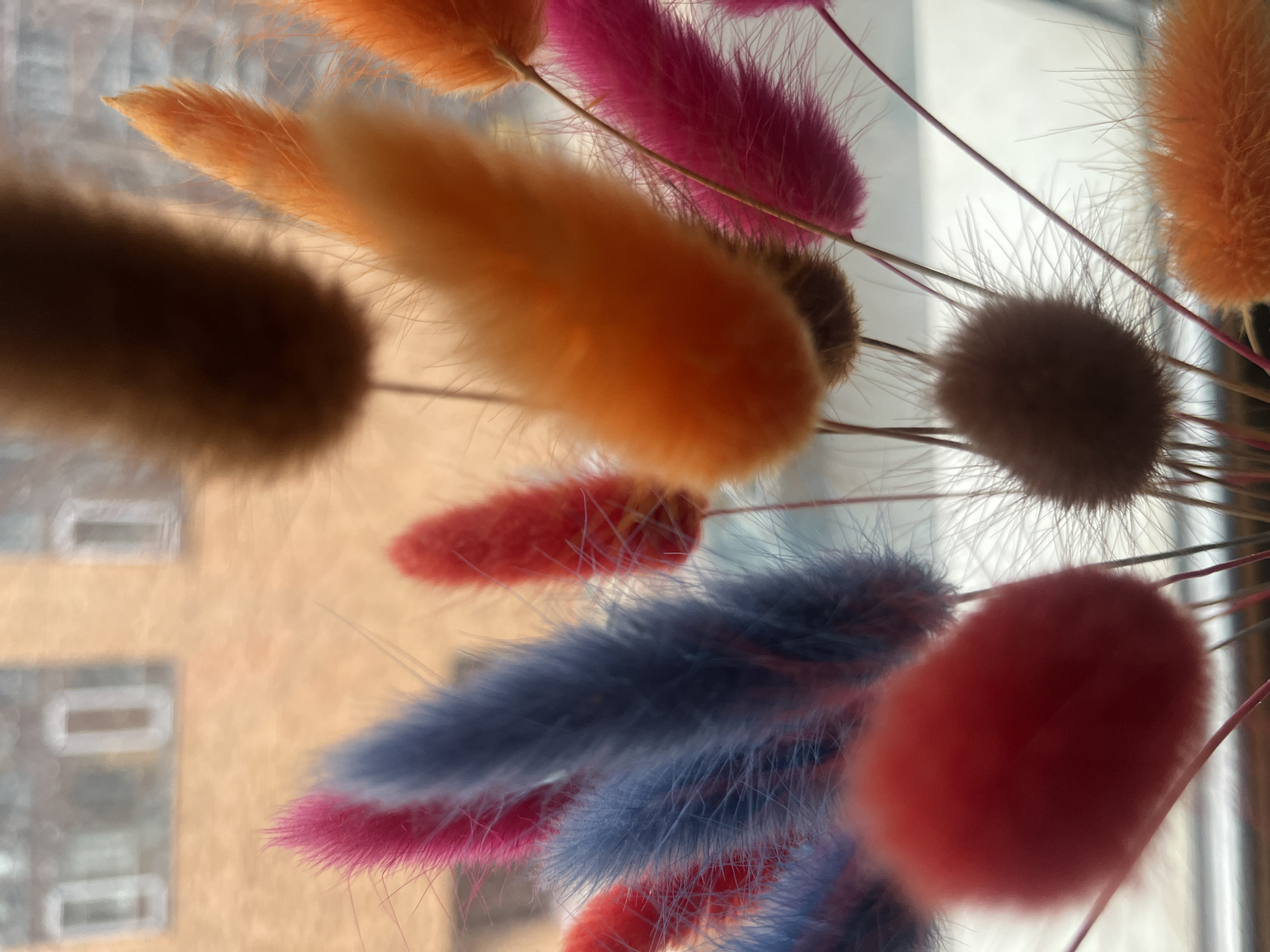 The image displays a close-up, angled view of a bouquet of dried bunny tails, or lagurus ovatus. The fluffy seed heads are vibrantly colored in shades of orange, pink, blue, and red, with some darker brown and lighter beige hues also present. These are attached to thin, delicate stems that are visible against a blurred background.
The background appears to be a window looking out onto a building with a muted, warm-toned exterior. Rectangular window panes are discernible on the building's facade, suggesting an urban or suburban setting. The lighting suggests it might be daytime, possibly with soft sunlight, as indicated by the warm tones and reflections. There are no people visible in the image. The overall impression is of a decorative arrangement of dried flowers, likely indoors, placed near a window. The focus is on the texture and color of the bunny tails, with the background providing context but remaining out of sharp focus.