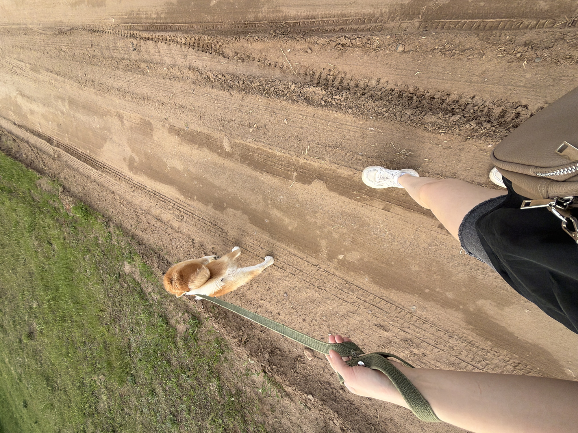 A high-angle shot shows a dirt road in Chaikovsky, Russia. Tire tracks are visible in the dirt. A person wearing white sneakers, black shorts, and carrying a light brown purse is standing on the road. The person is holding a green leash attached to a Shiba Inu dog, which is lying down on its back. Green grass borders the dirt road on the left side of the image.