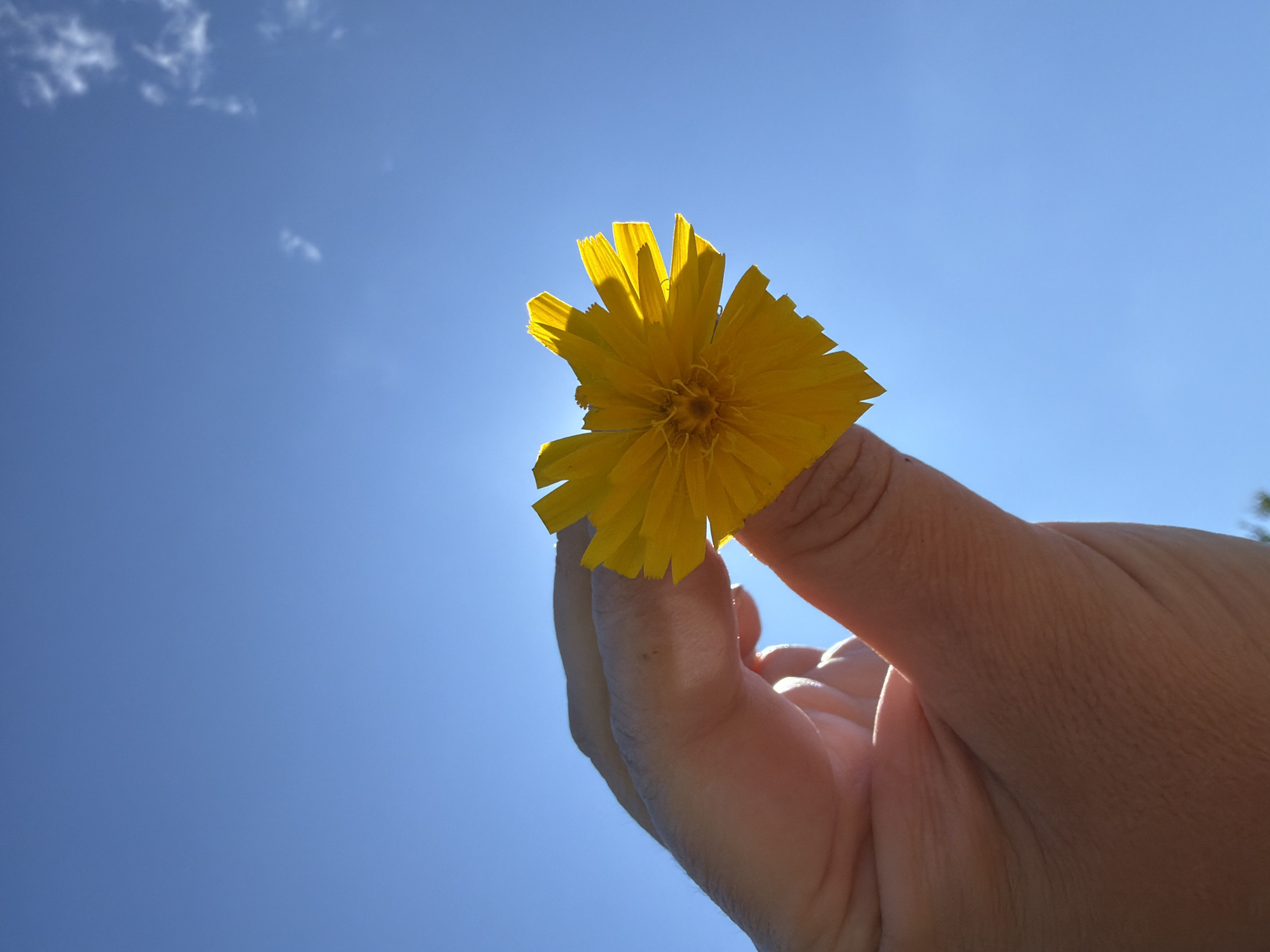 In an outdoor, low-angle shot, a person's hand holds a single, bright yellow flower against a clear blue sky. The flower, which appears to be a dandelion or similar composite flower, is positioned in the center of the frame, backlit by the sun, causing its delicate petals to glow. The hand is positioned to the left of the flower, with fingers gently cupping the stem. The sky is vast and cloudless, with a hint of wispy clouds visible in the upper right corner. The image was taken in the city of Chaikovsky, Russia, during daytime.