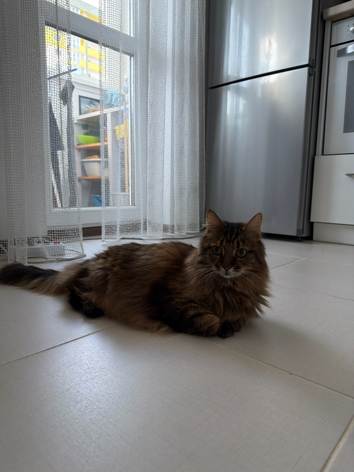 A long-haired brown cat with green eyes is lying on a light-colored tiled floor. The cat is positioned in the foreground, facing the camera. In the background, a silver refrigerator is visible to the right, and sheer white curtains hang over a window to the left. Through the window, a view of apartment buildings and shelves with various items can be seen, suggesting an urban indoor setting. The lighting is diffused, casting a soft glow on the scene. The image appears to be taken in an apartment in Kyiv, Ukraine.