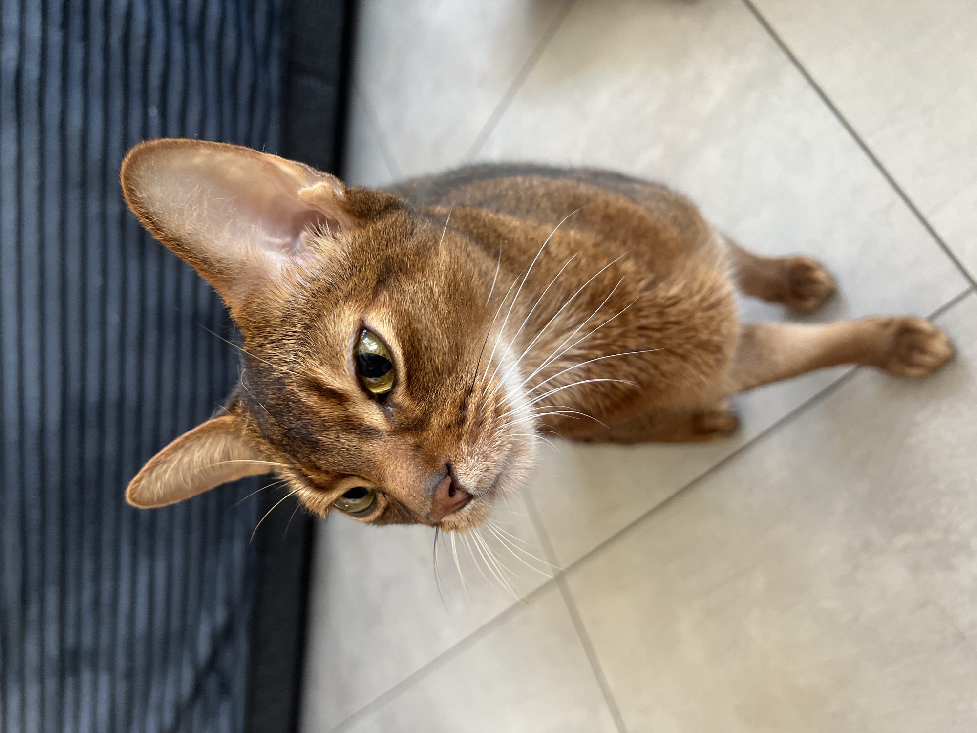A high-angle, eye-level shot depicts a brown Abyssinian cat lying on a tiled floor. The cat's head is oriented towards the camera, with its ears perked up and eyes focused. The cat is primarily brown with darker stripes on its head and back. Its whiskers are white and prominent. The background consists of a light-colored tiled floor and a dark, striated object in the periphery. The scene is indoors. There is no indication that this picture was taken in Moscow, Russia. There are no people in the picture.
