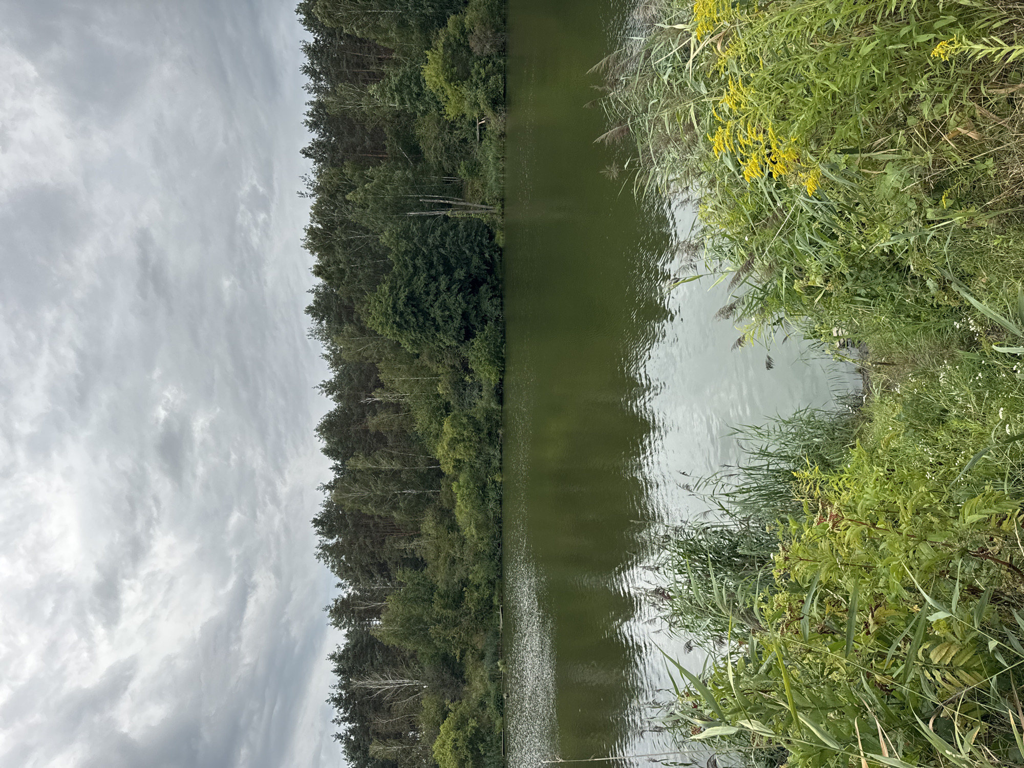 The image depicts a tranquil lake scene with a dense forest bordering the far bank. The sky above is overcast with grey clouds, casting a diffused light over the landscape. The lake's surface is calm, reflecting the surrounding trees and sky. Reeds and tall grasses grow along the near bank, with some yellow wildflowers adding a splash of color to the foreground. The environment suggests a natural, undeveloped area. The image was captured in the vicinity of Petrushky, Ukraine. There are no people or animals visible in the frame.