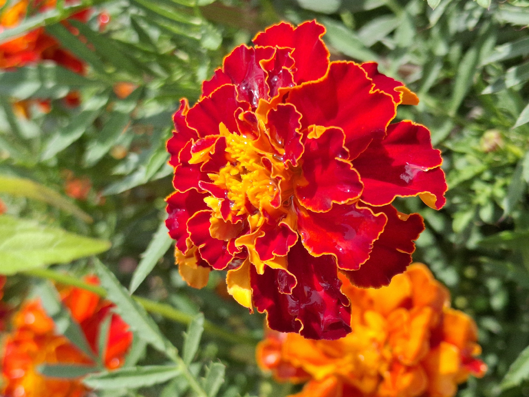 A close-up photograph captures a vibrant red marigold flower in bloom, with delicate water droplets visible on its petals. The flower exhibits a gradient of colors, transitioning from a deep red at the edges to a bright yellow center. Its ruffled petals are fringed with a thin line of orange. Behind this prominent bloom, another marigold in a similar fiery orange hue is softly blurred in the background, suggesting a garden setting. Lush green foliage forms the backdrop, with sharp, elongated leaves. The overall lighting suggests a sunny day, highlighting the rich colors and textures of the flowers. There is no indication of a specific location within Elovo, Russia, nor any presence of people or distinct human activity.